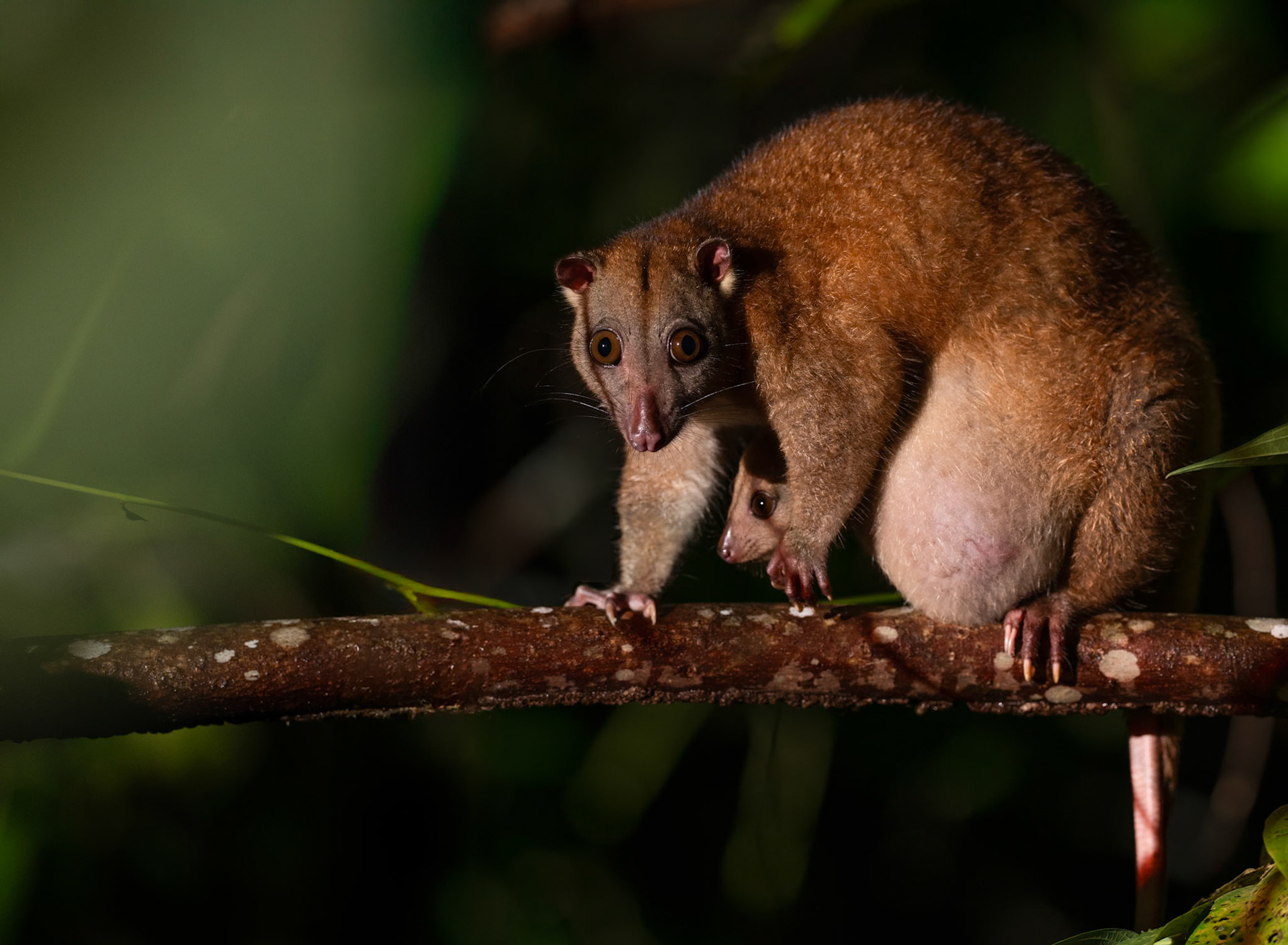 Northern Common Cuscus