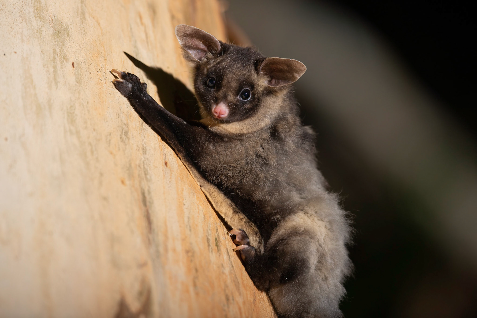 Yellow-bellied Glider on a Manna Gum