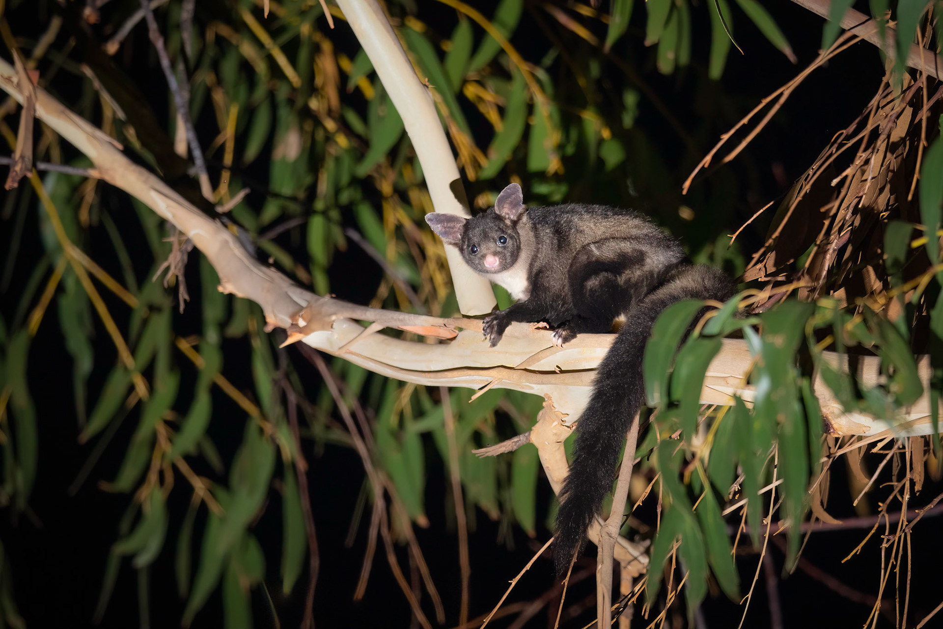 Yellow-bellied Glider