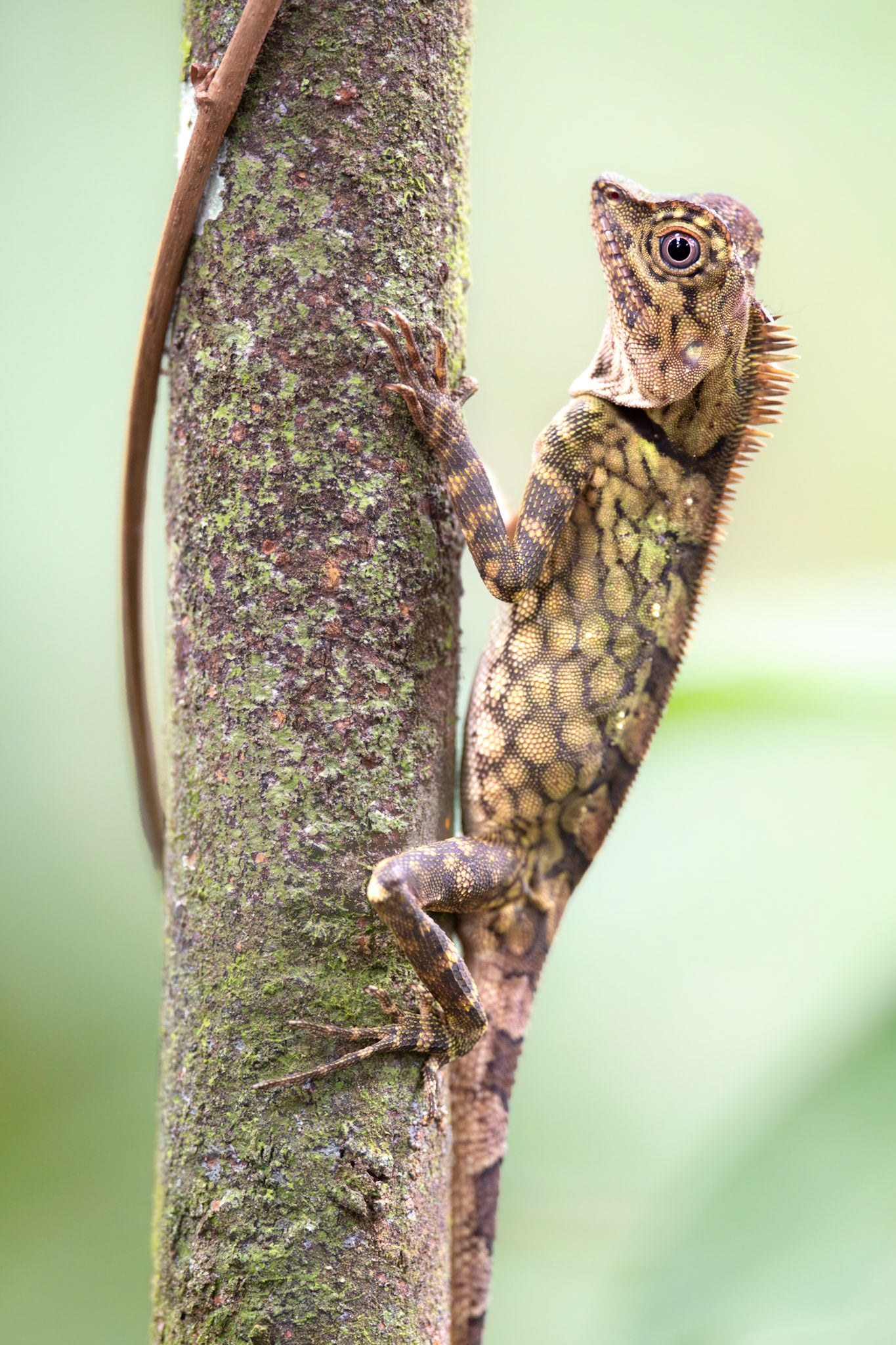 Borneo Forest Dragon