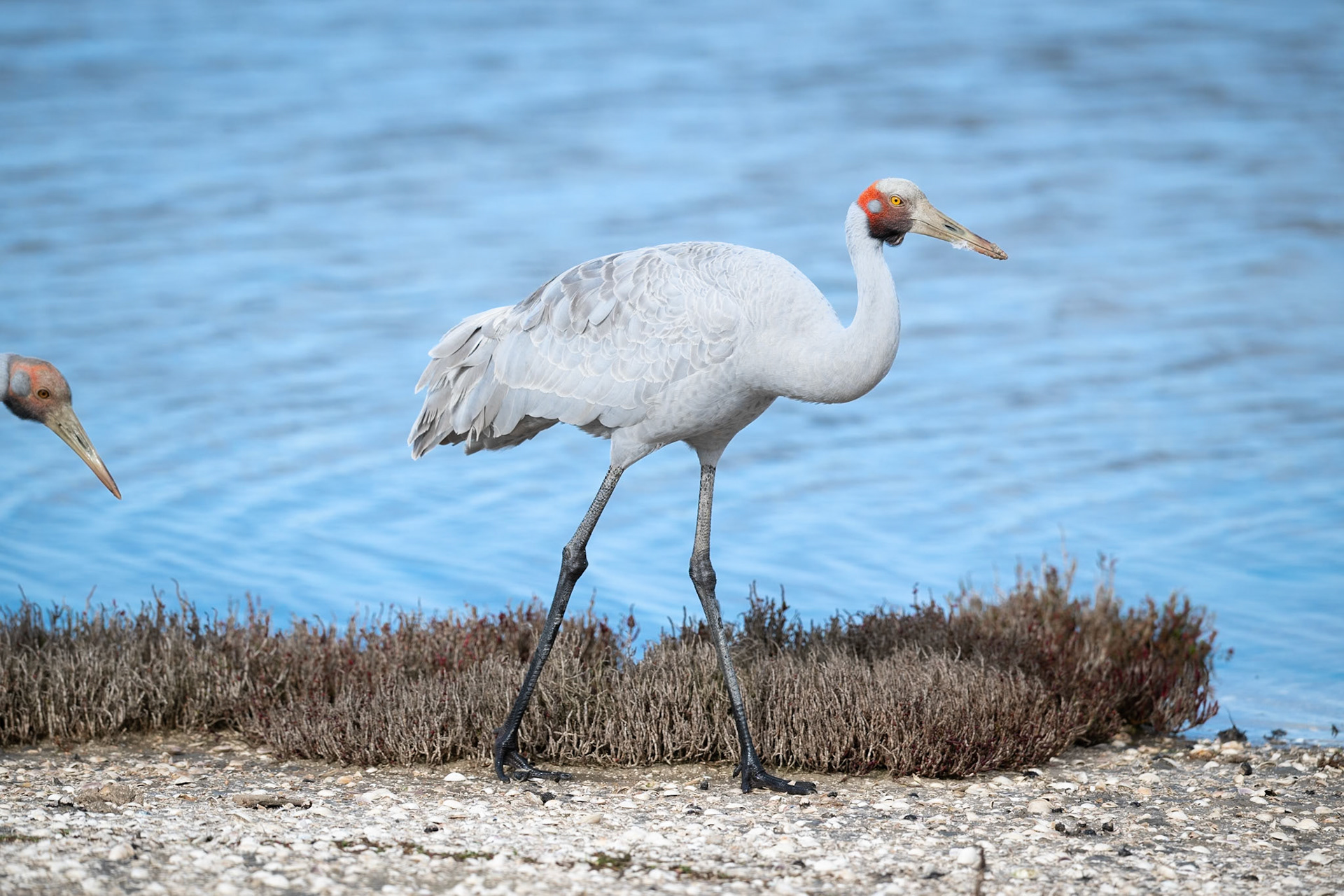 Brolga