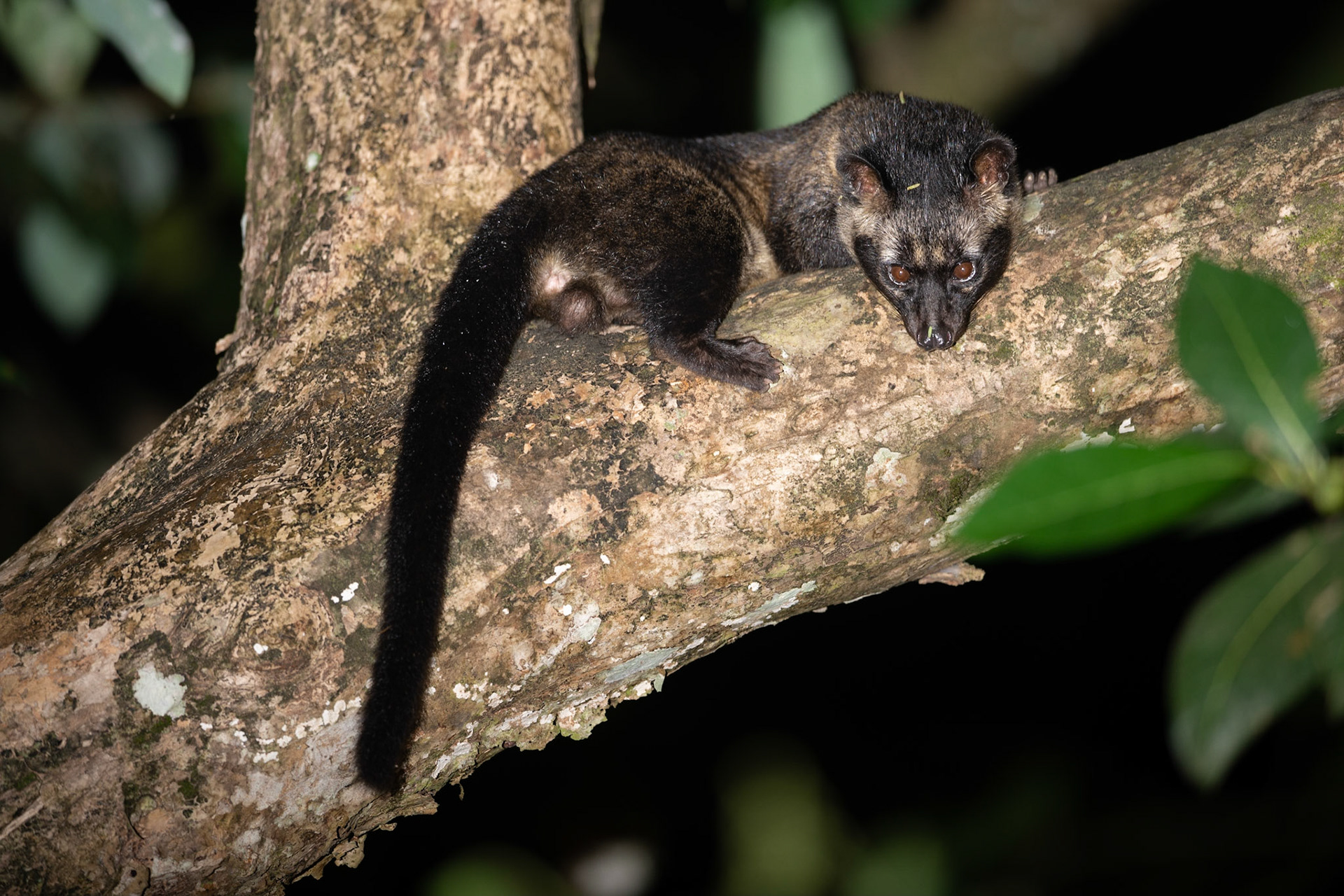 Asian Palm Civet hanging out