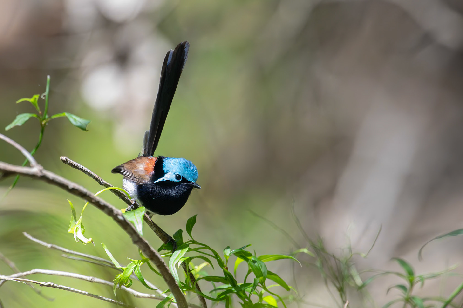 Red-winged Fairy-wren