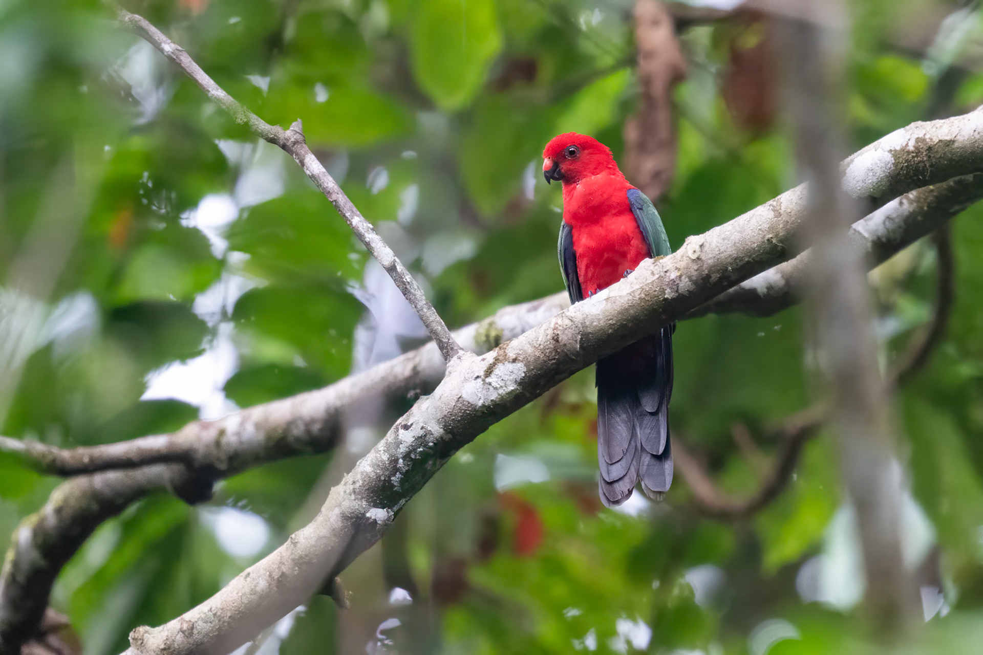 Papuan King Parrot