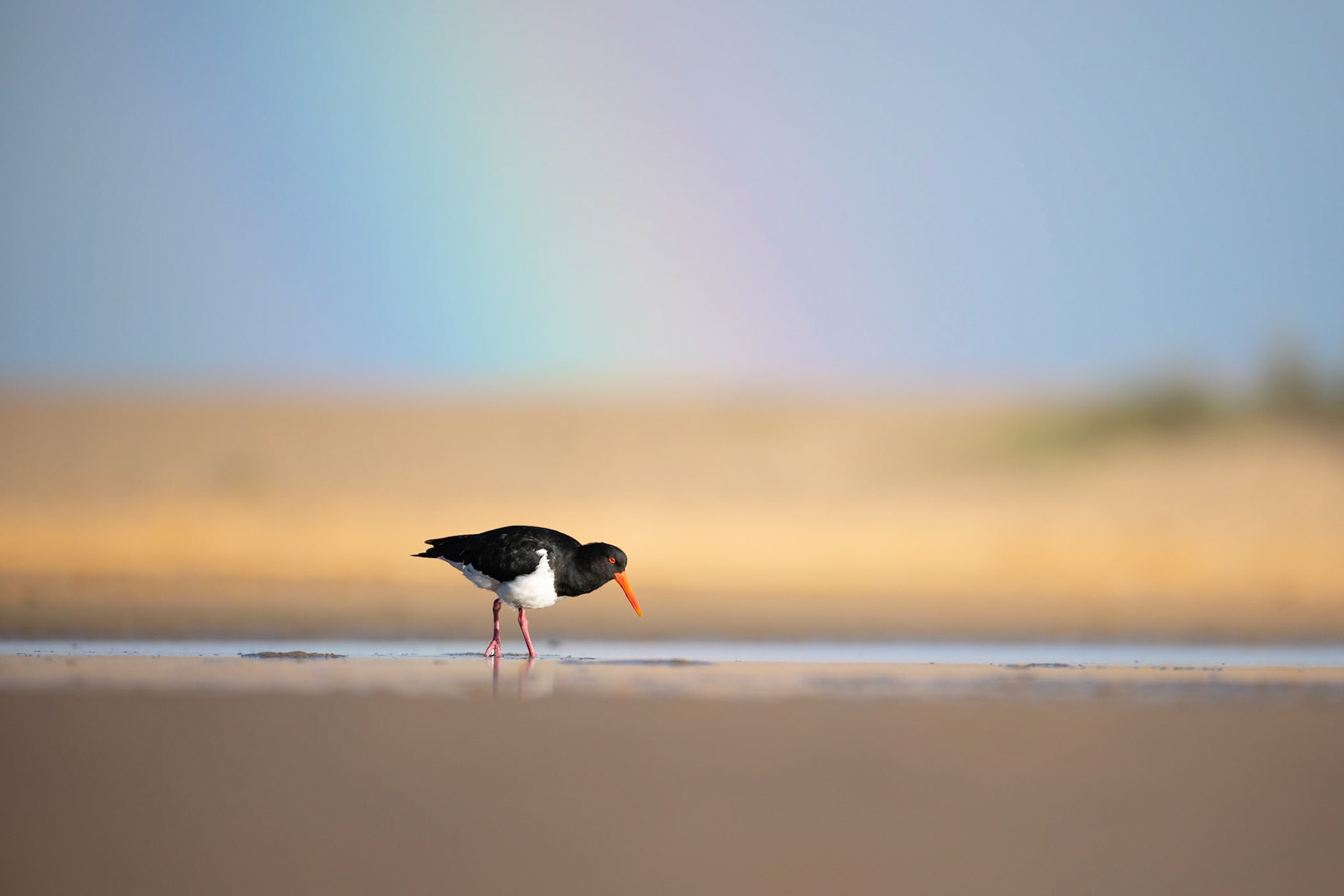 Pied Oyster Catcher