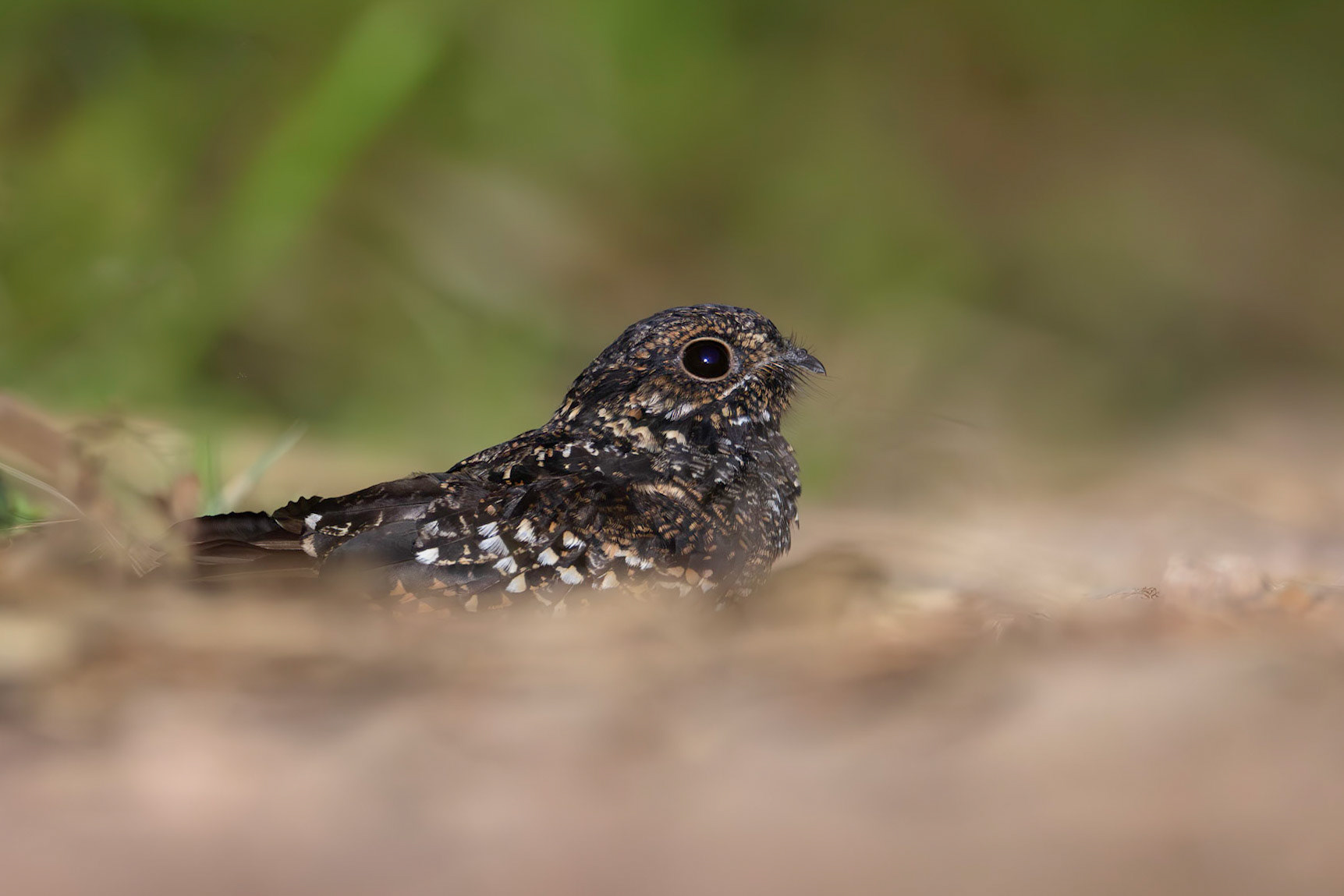 Malaysian-eared Nightjar