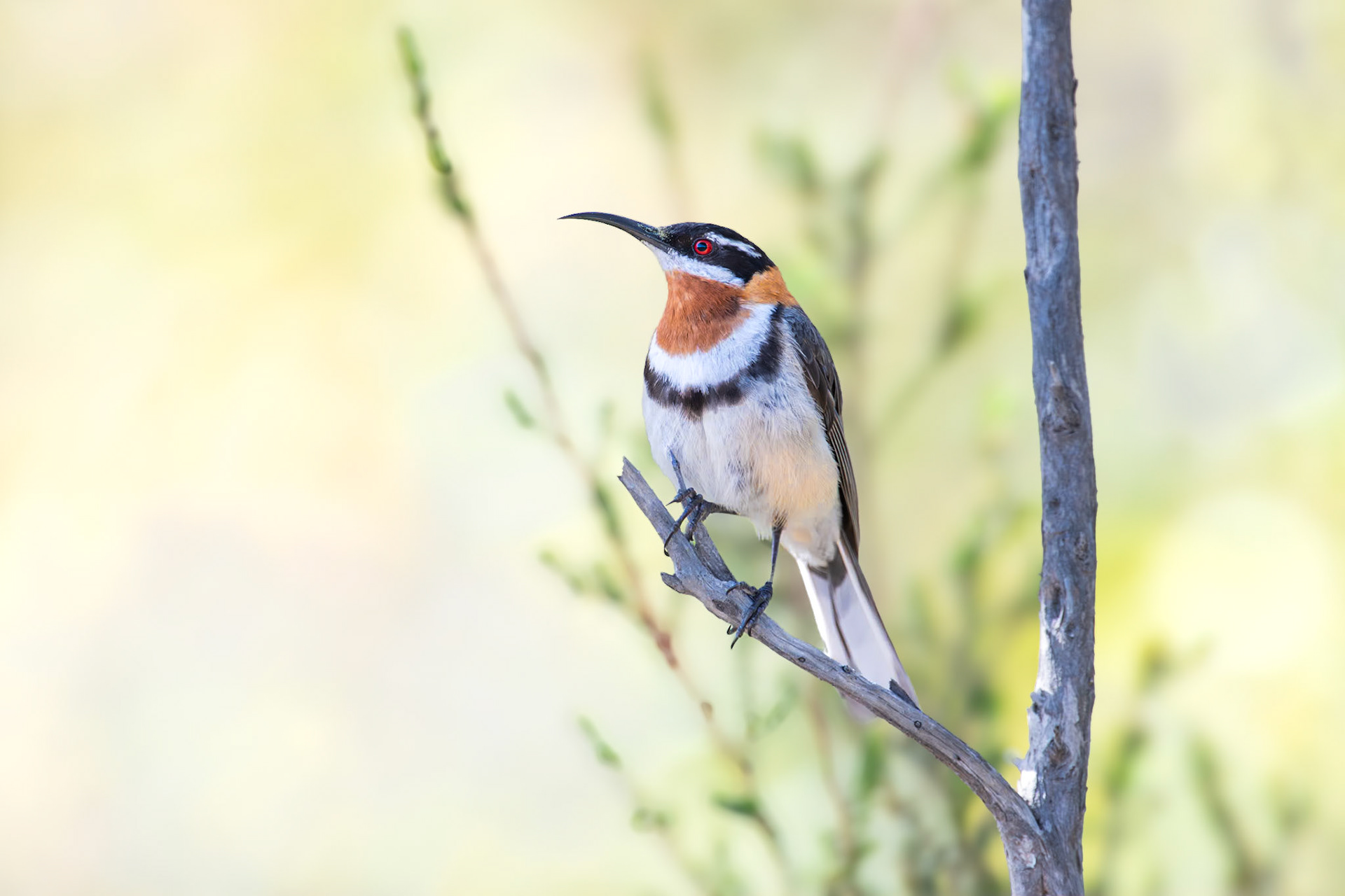 Western Spinebill