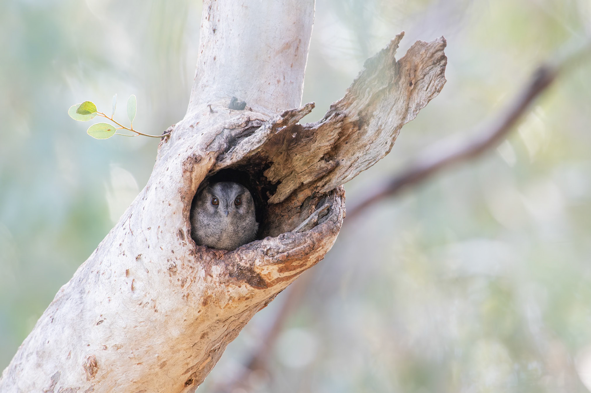 Australian Owlet-nightjar in a hollow
