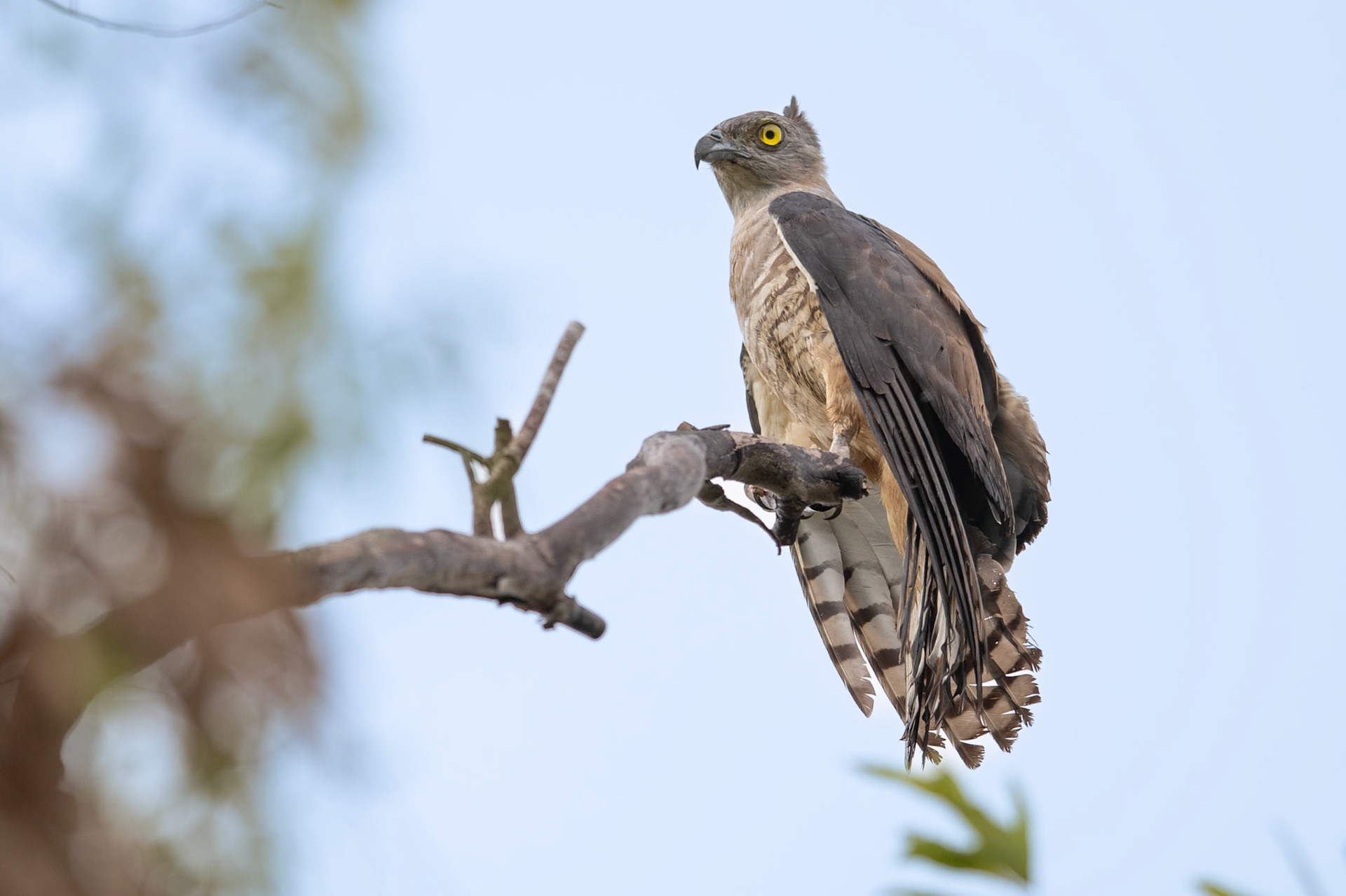 Pacific Baza