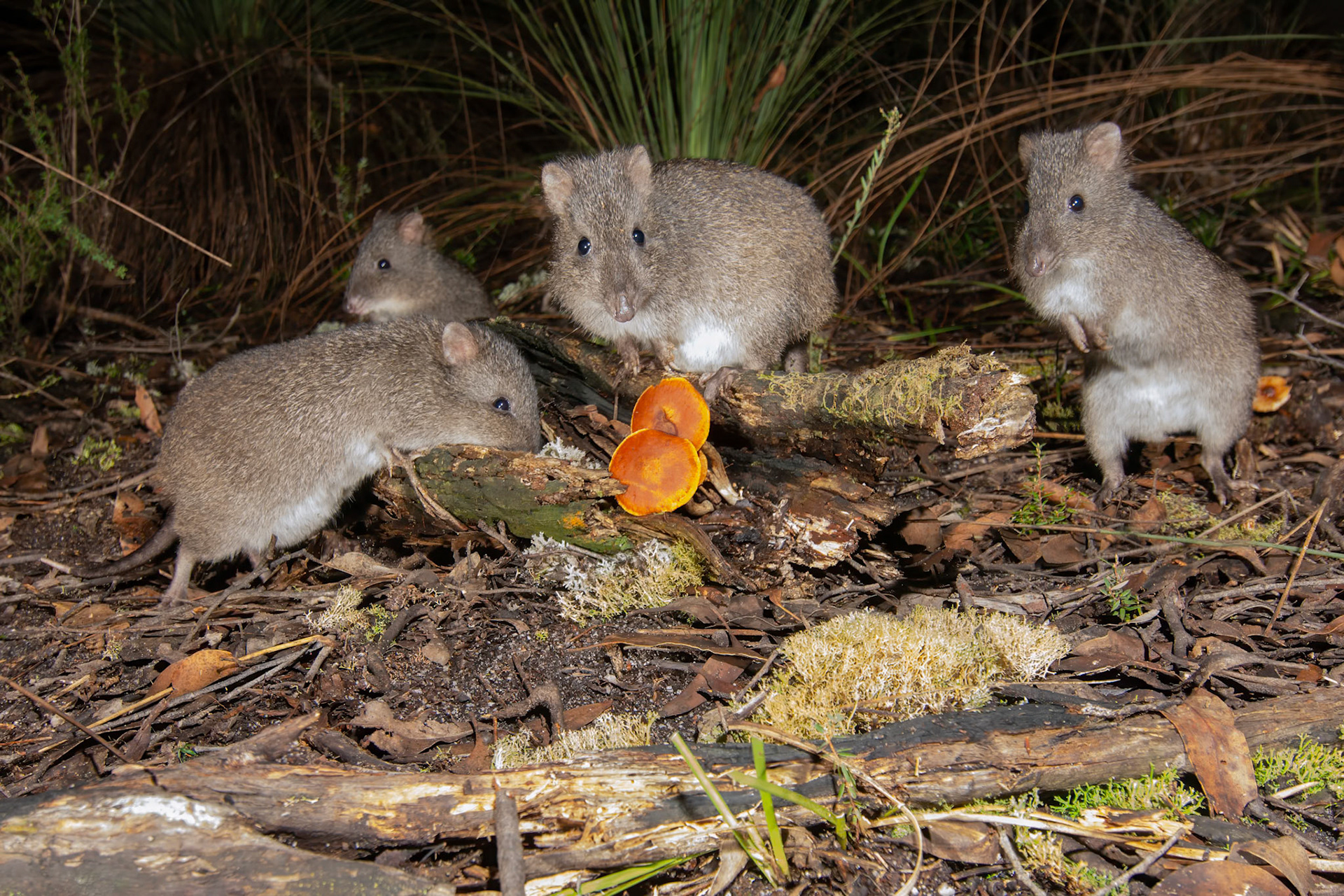 Long-nosed Potoroo