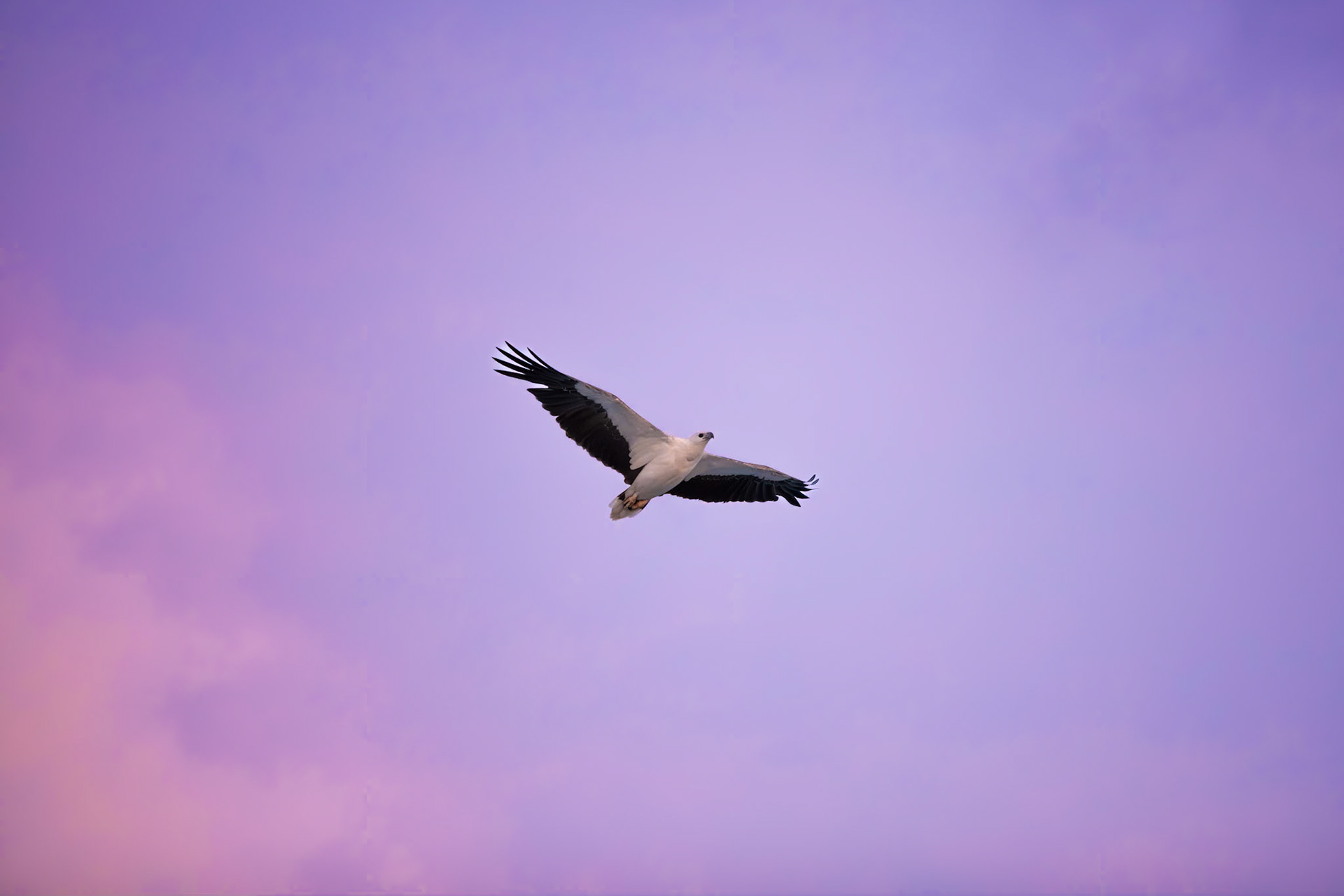 White-bellied Sea-eagle
