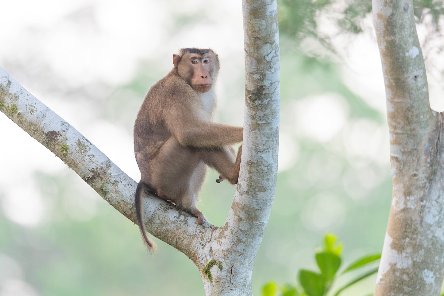 Pig-tailed Macaque
