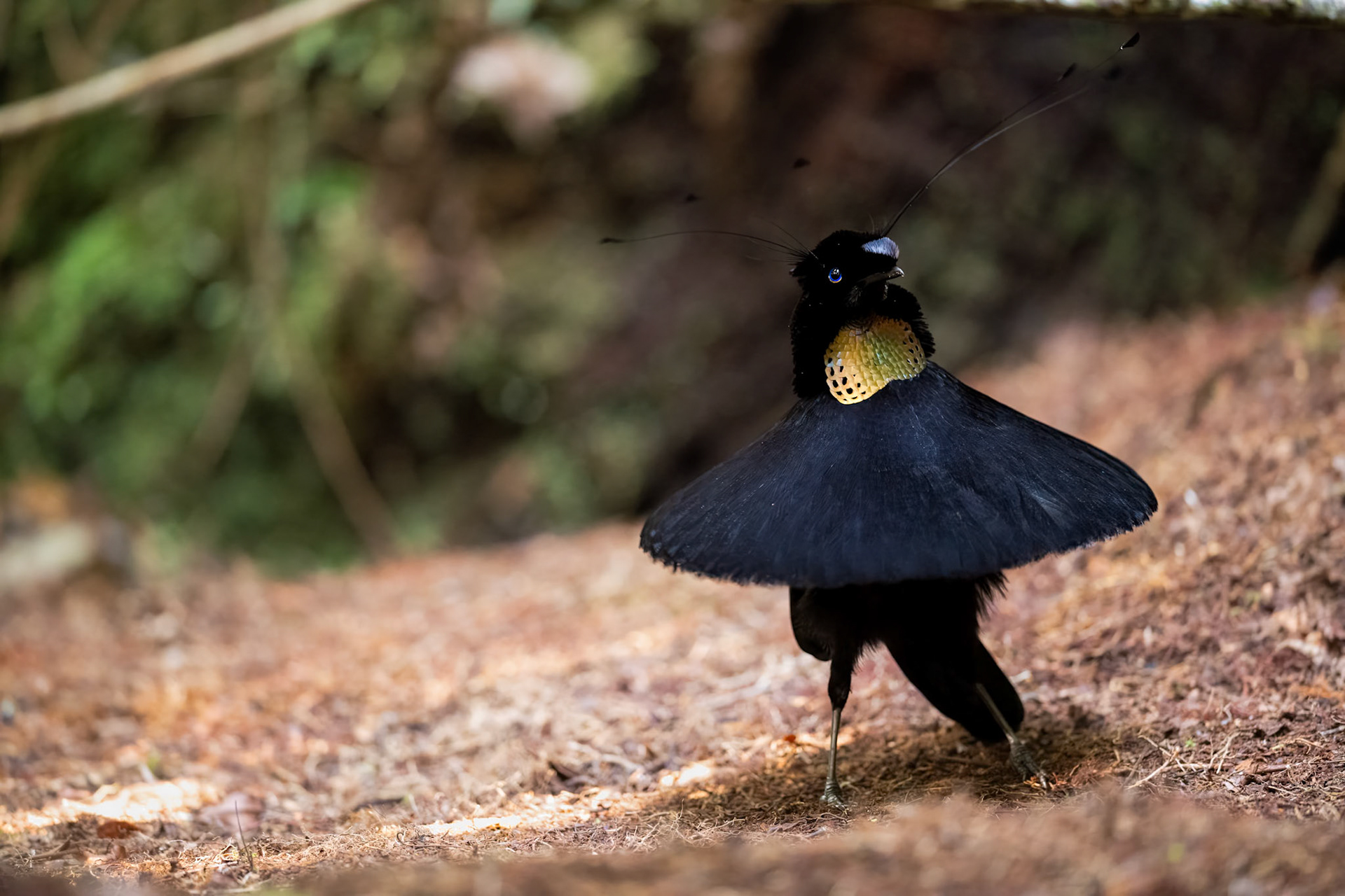 Western Parotia