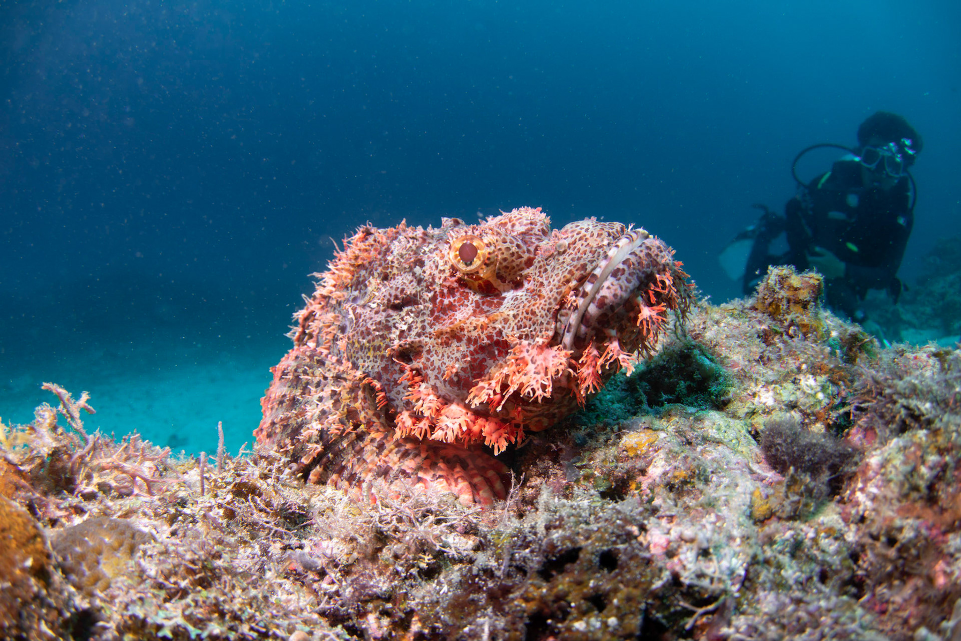 Scorpionfish with a diver