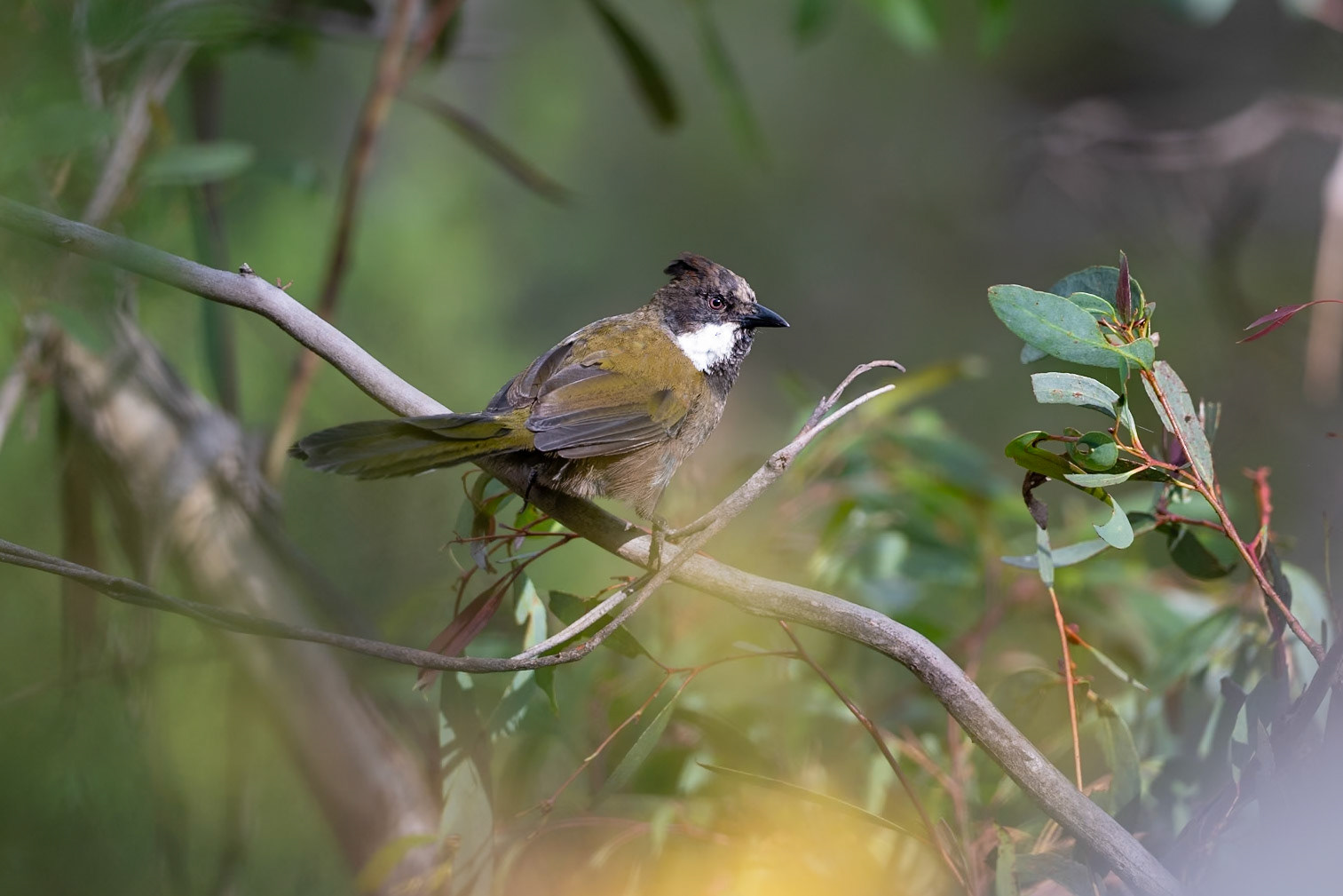 Eastern Whipbird