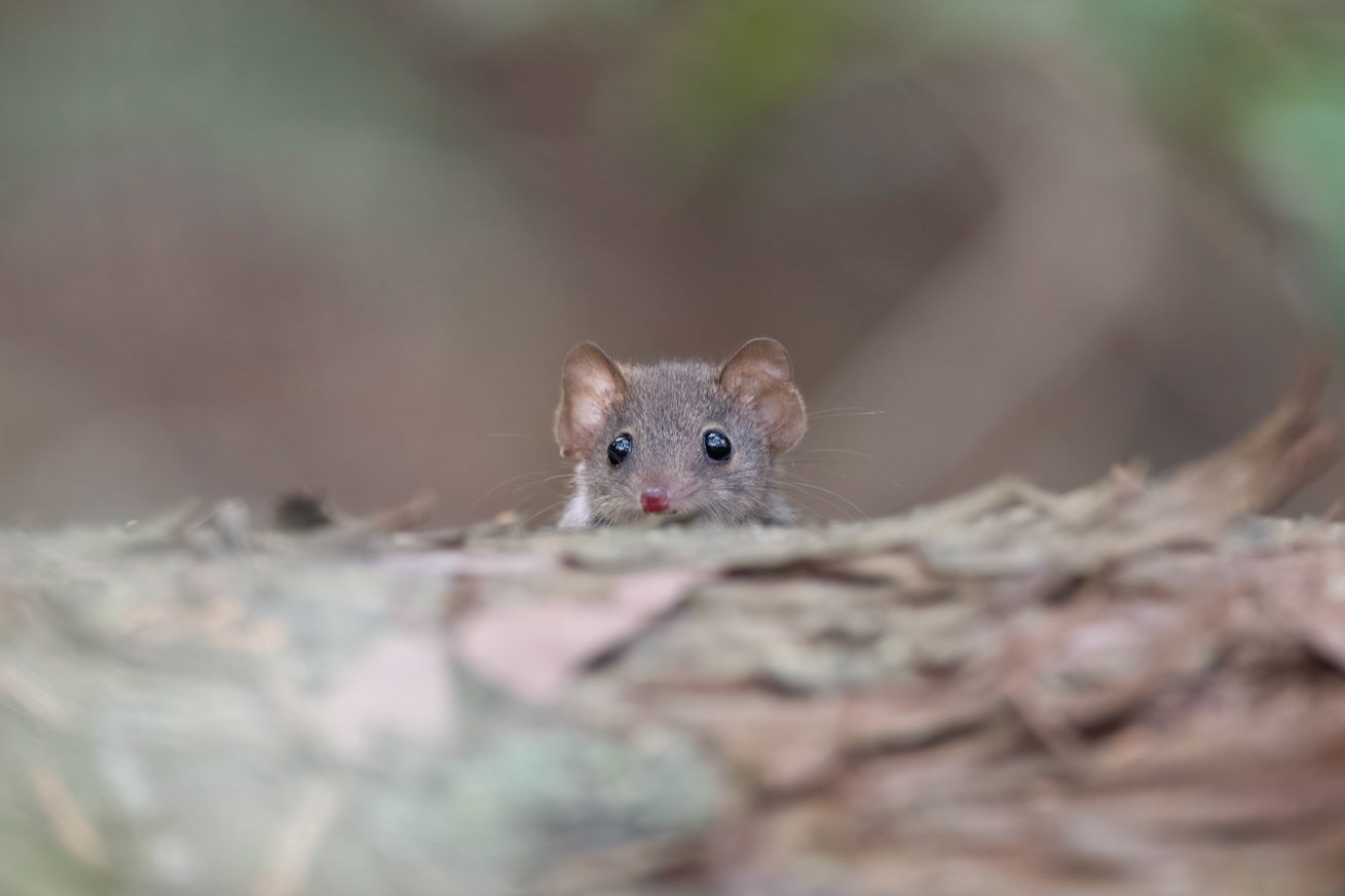 Agile Antechinus