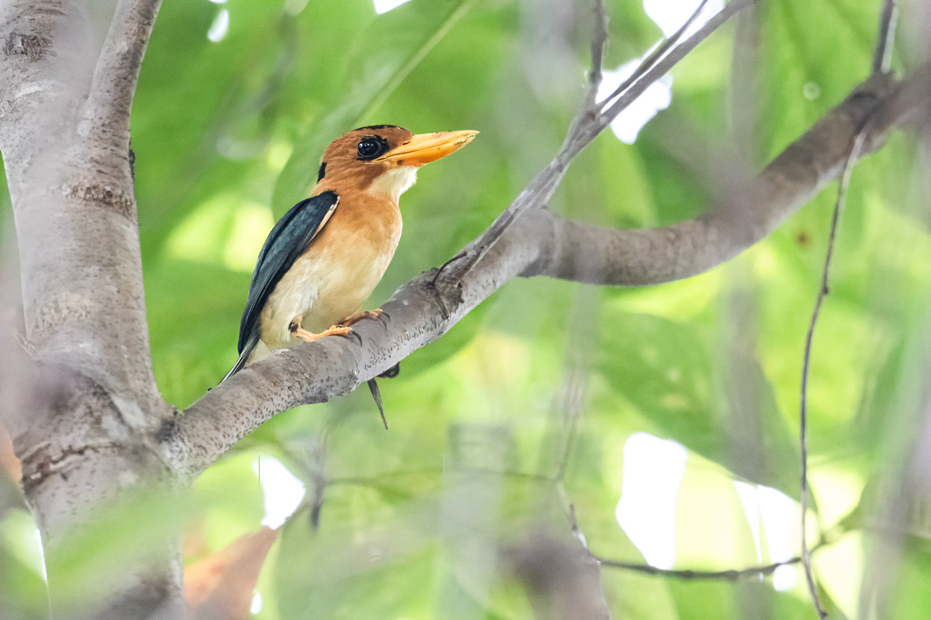 Yellow-billed Kingfisher