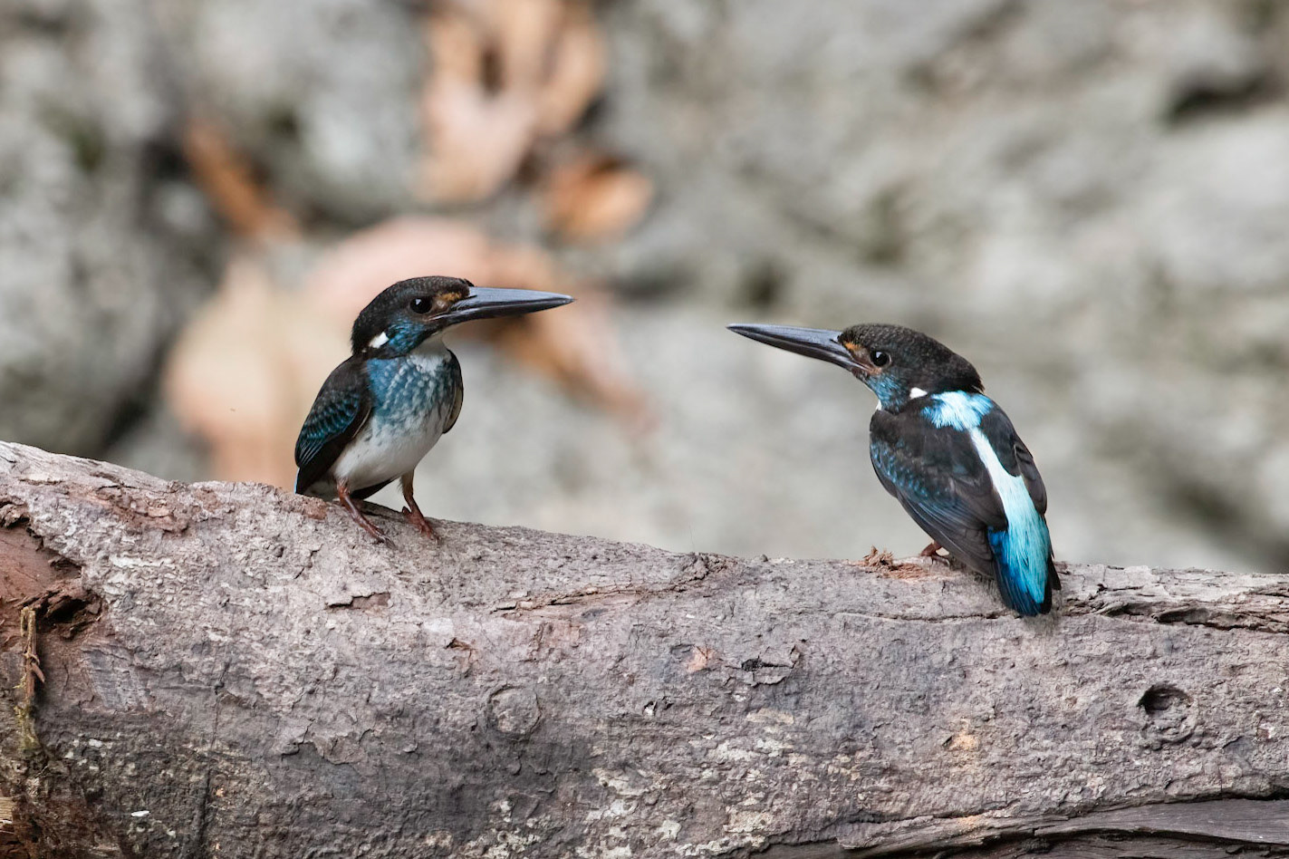 Malaysian Blue Banded Kingfishers