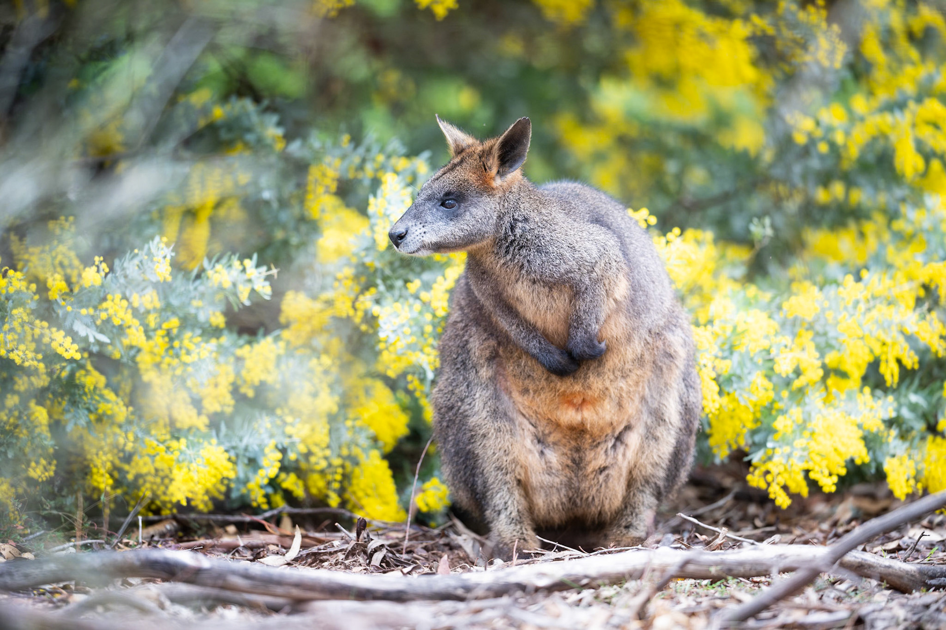 Black Wallaby amongst wattle