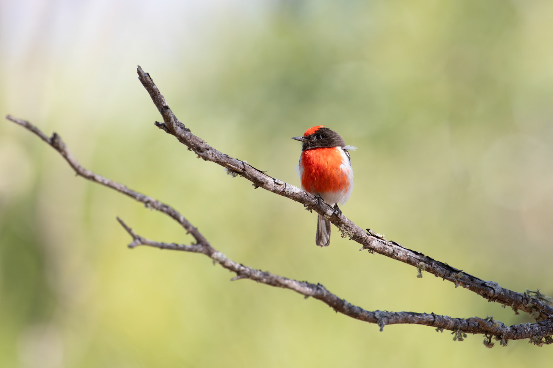 Red-capped Robin