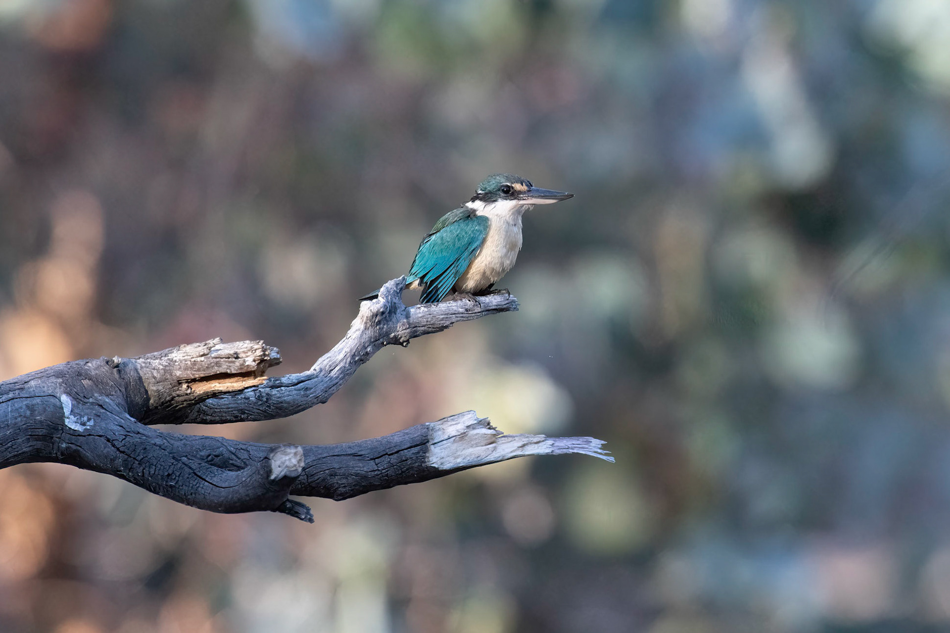 Sacred Kingfisher