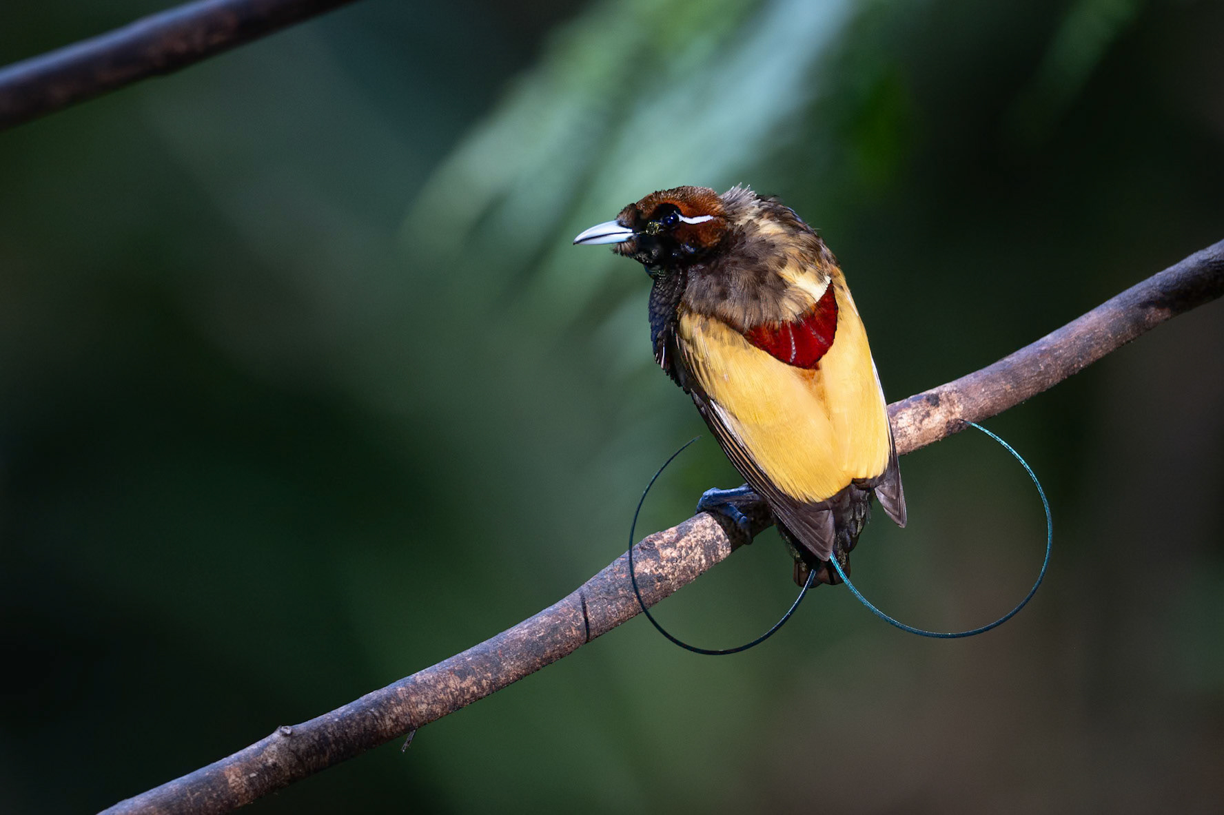 Magnificent Bird-of-paradise