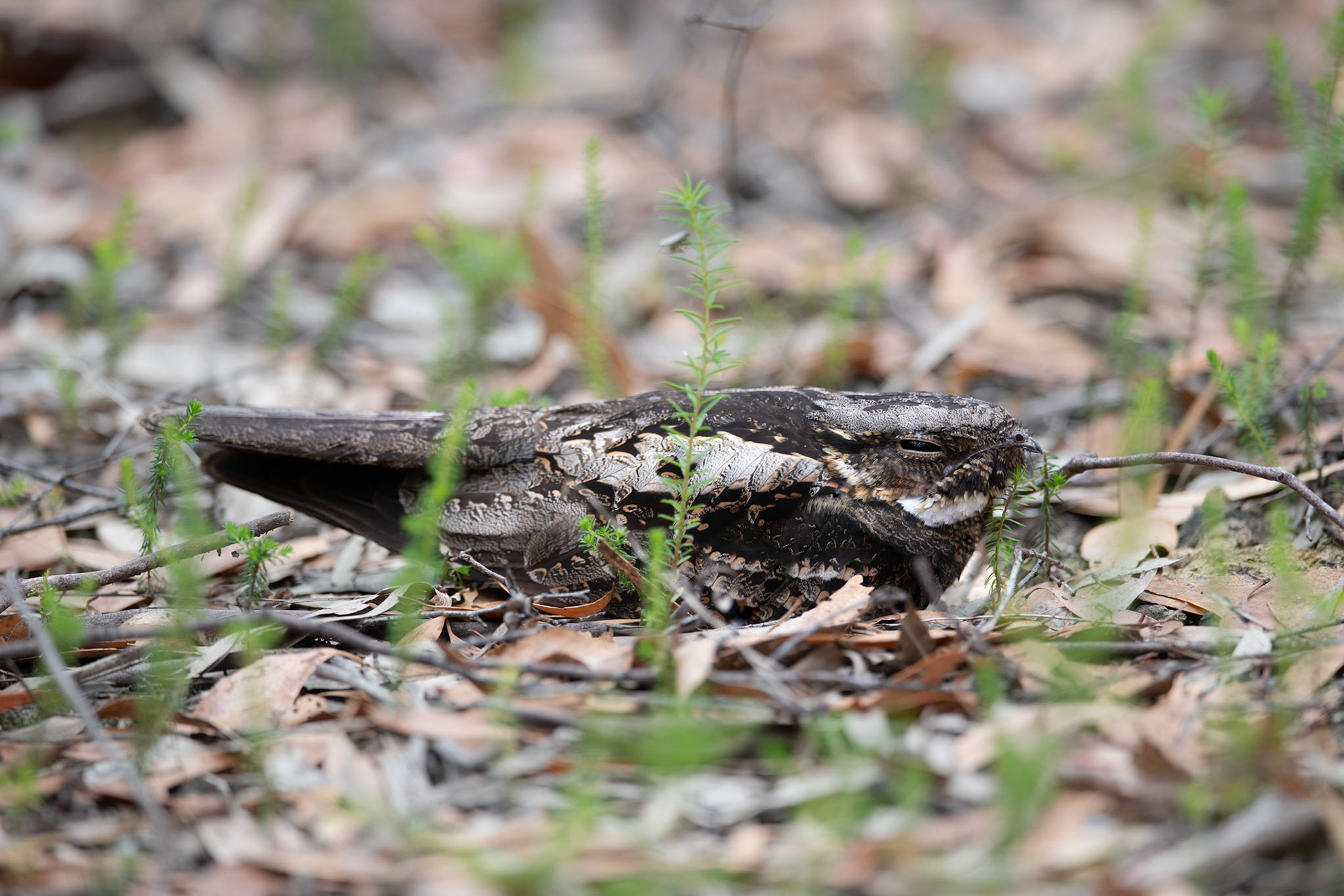 White-throated Nightjar