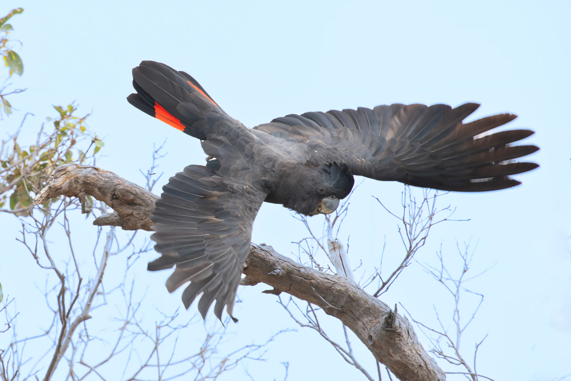 Red-tailed Black Cockatoo