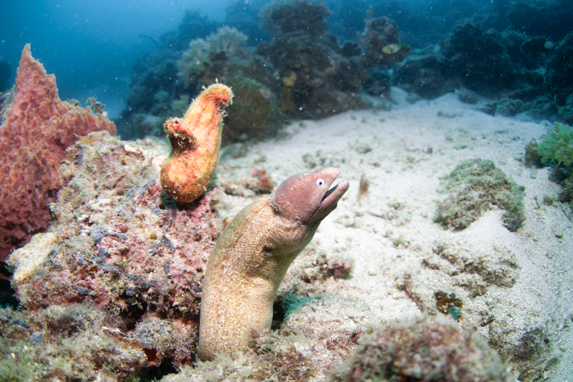 White-eyed Moray eel