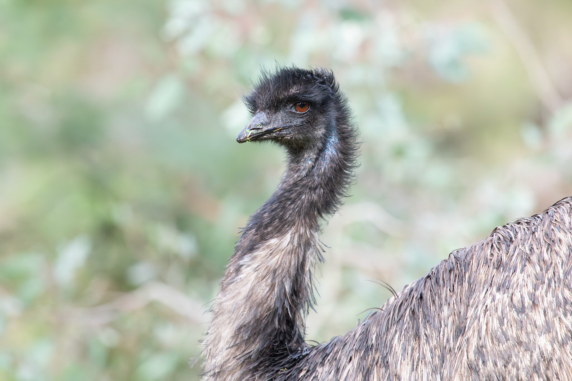 Emu