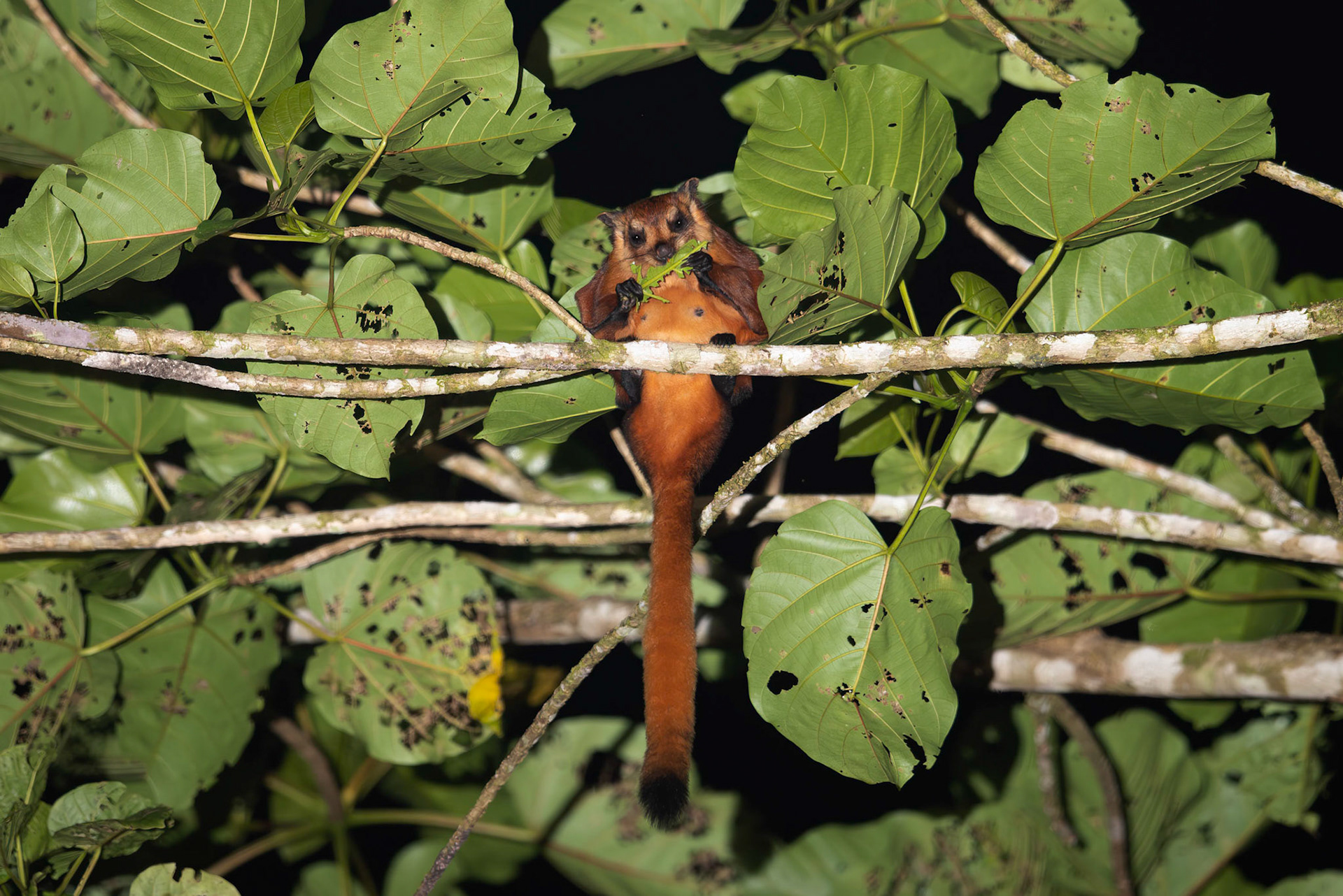 Giant Red Flying Squirrel