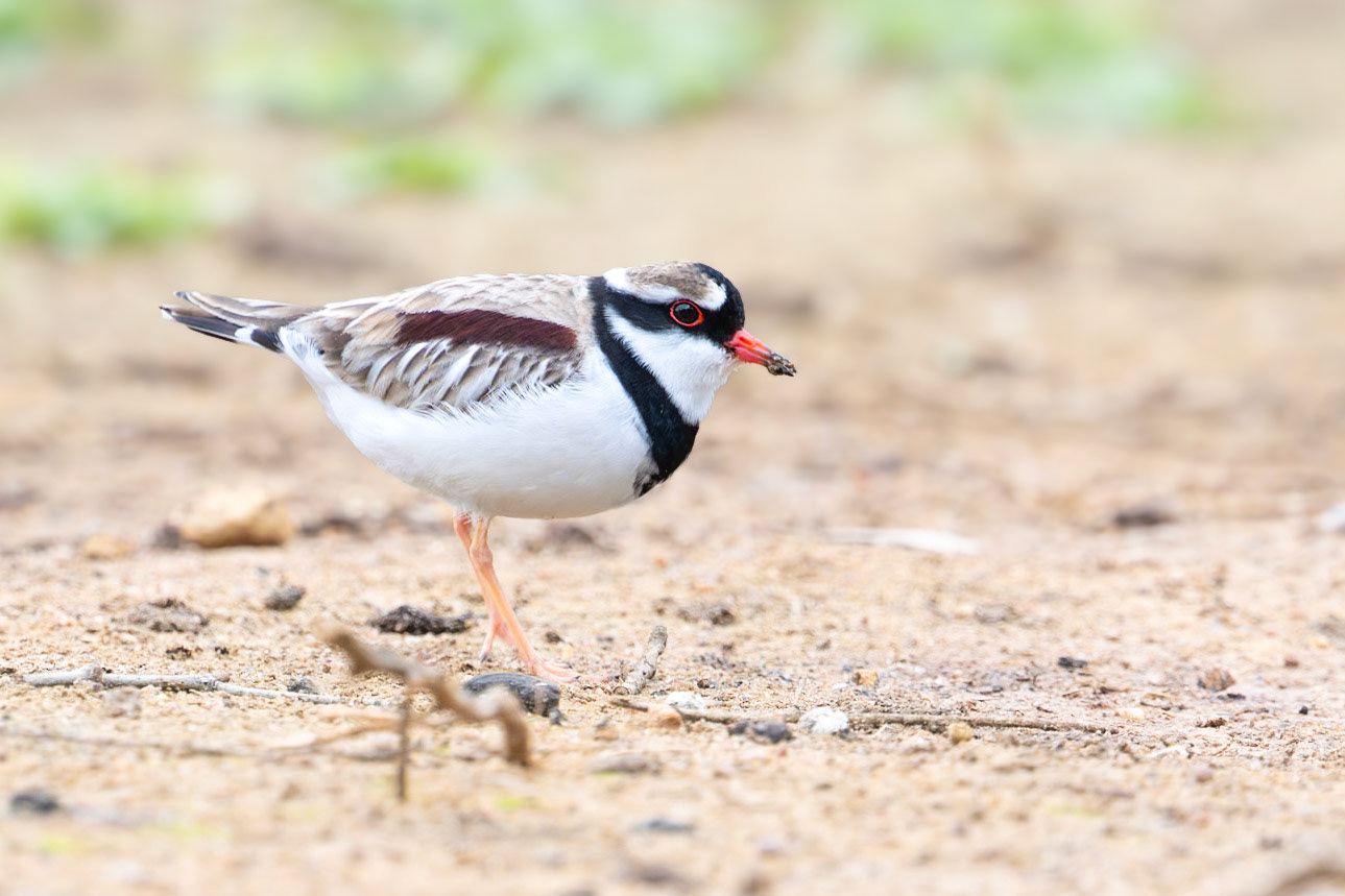 Black-fronted Dotterel