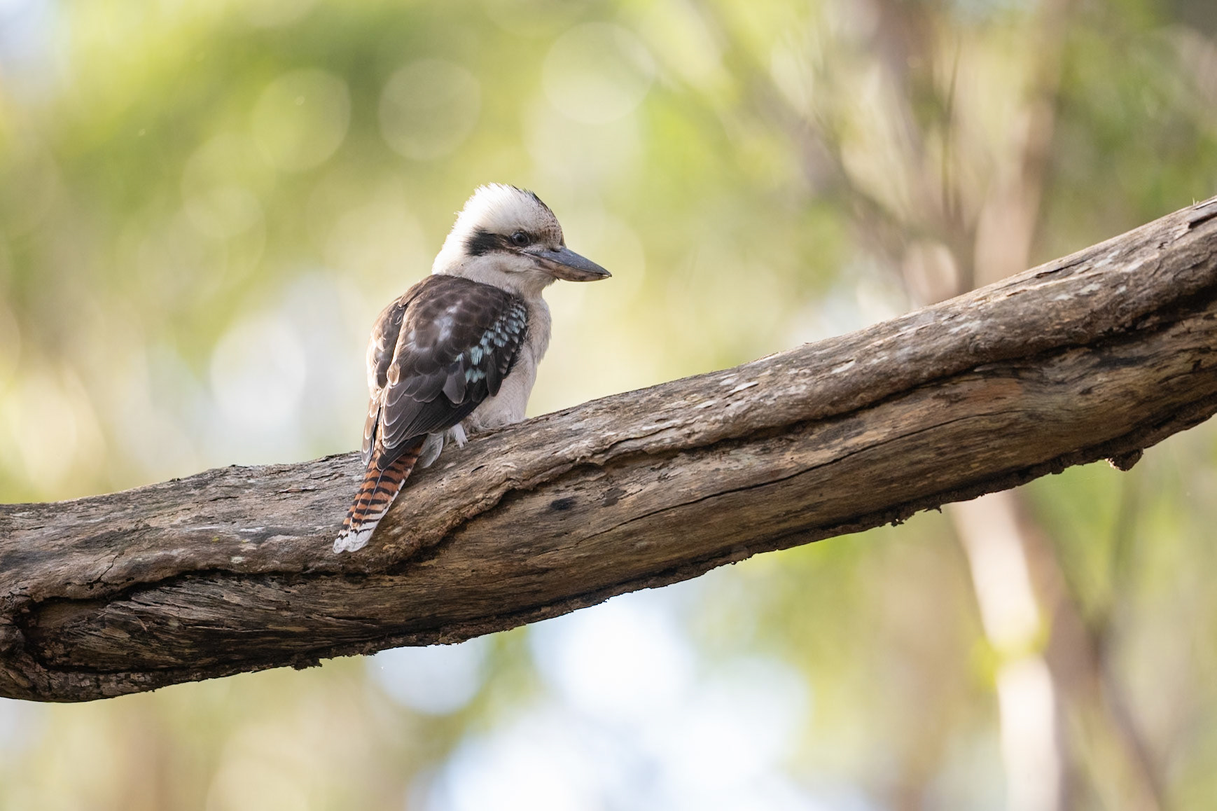 Laughing Kookaburra