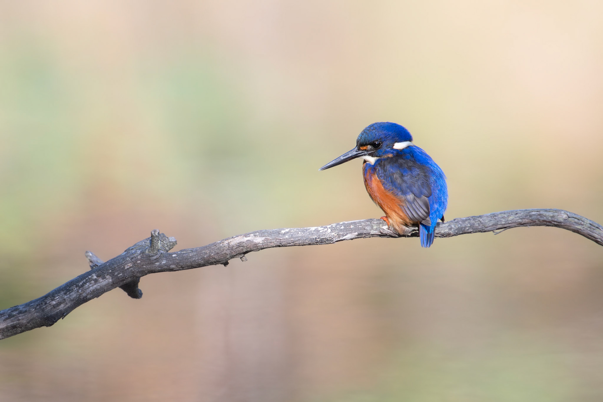 Azure Kingfisher