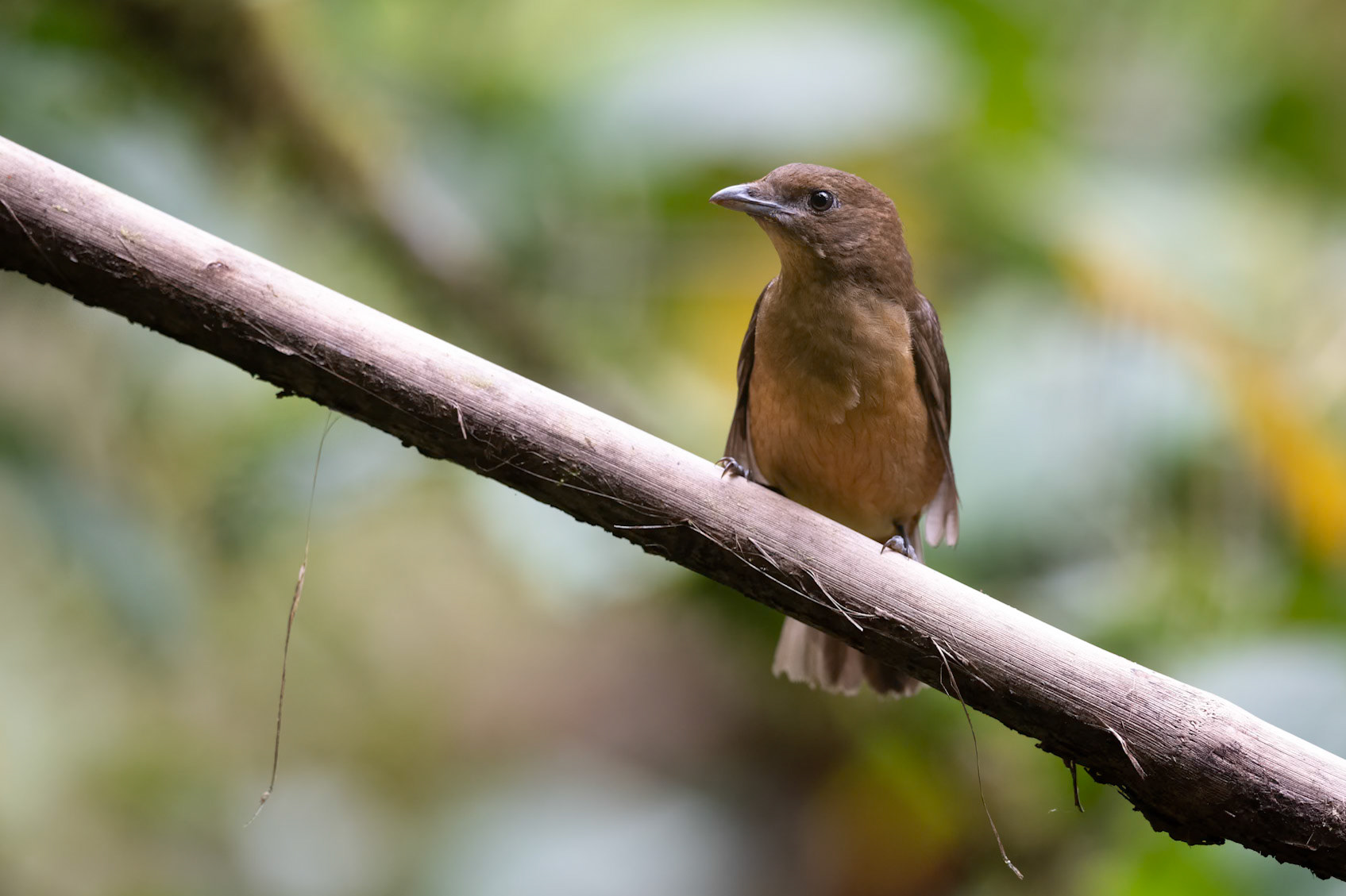 Vogelkop Bowerbird