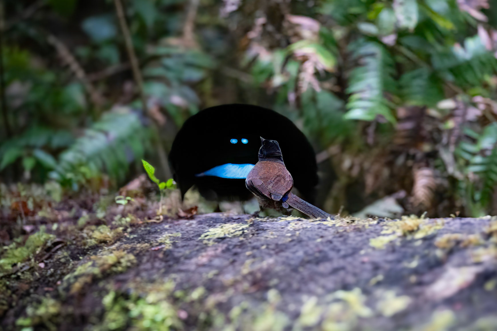 Vogelkop Lophorina male performing to female