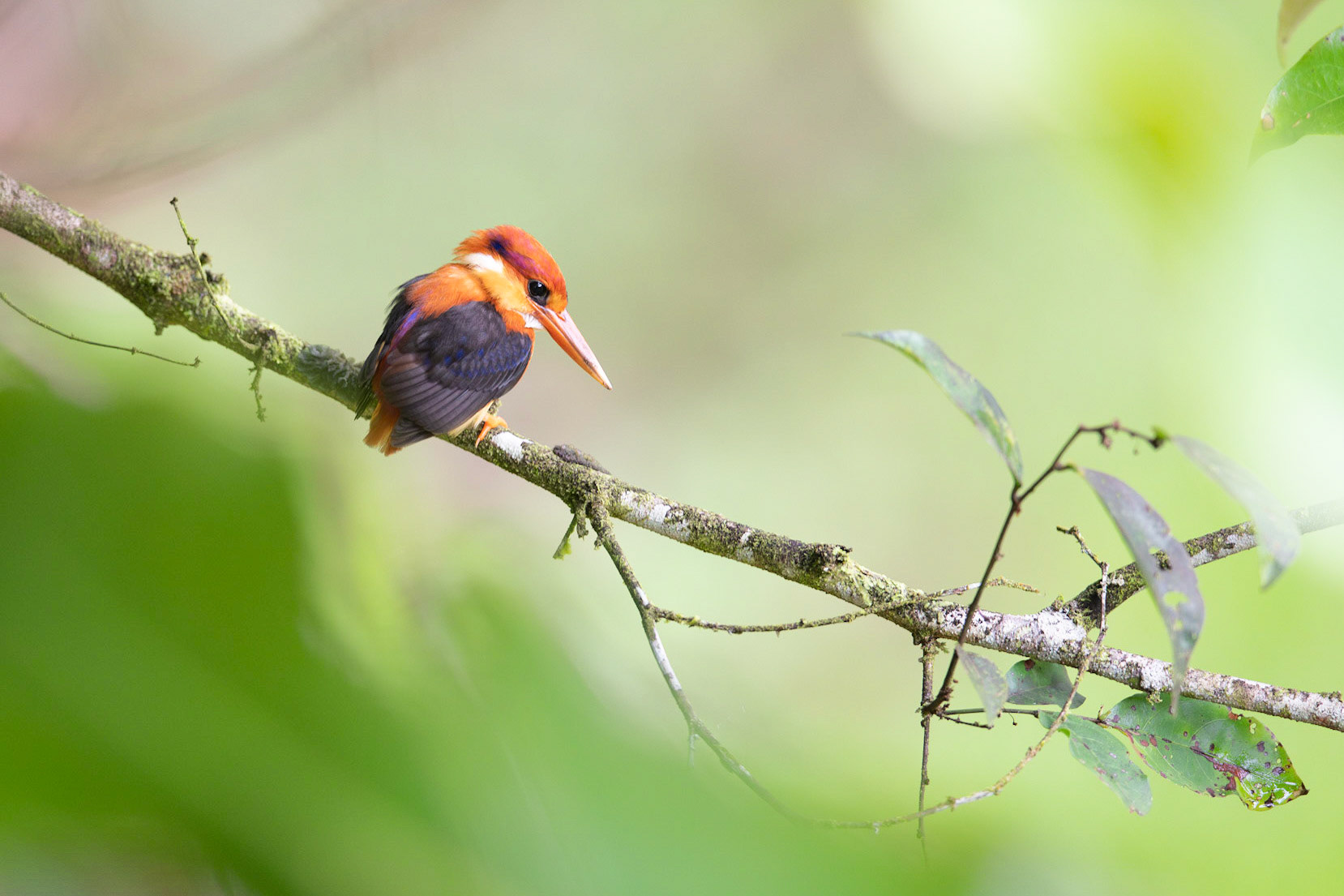 Rufous-backed Dwarf Kingfisher