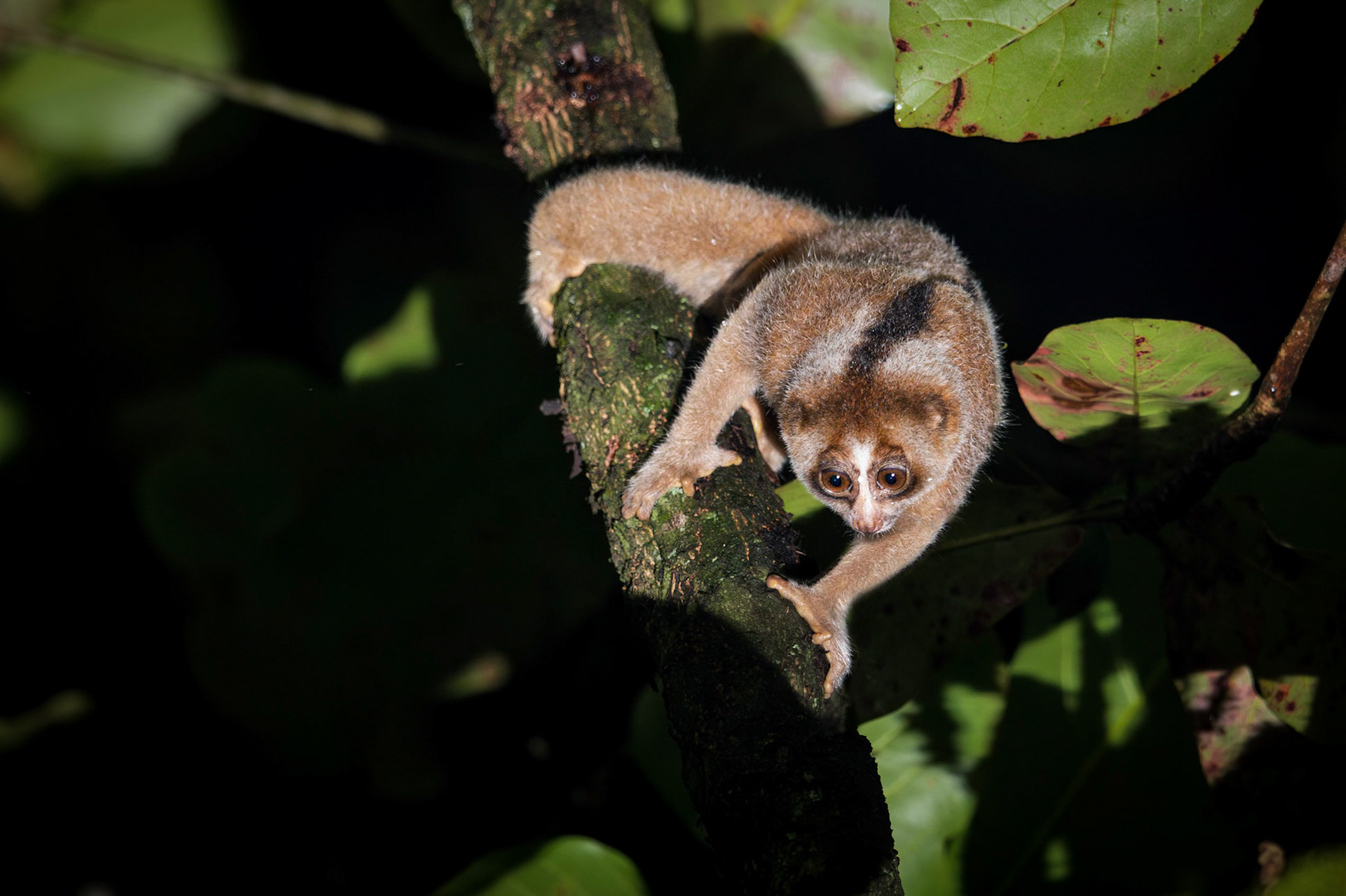 Philippine Slow Loris