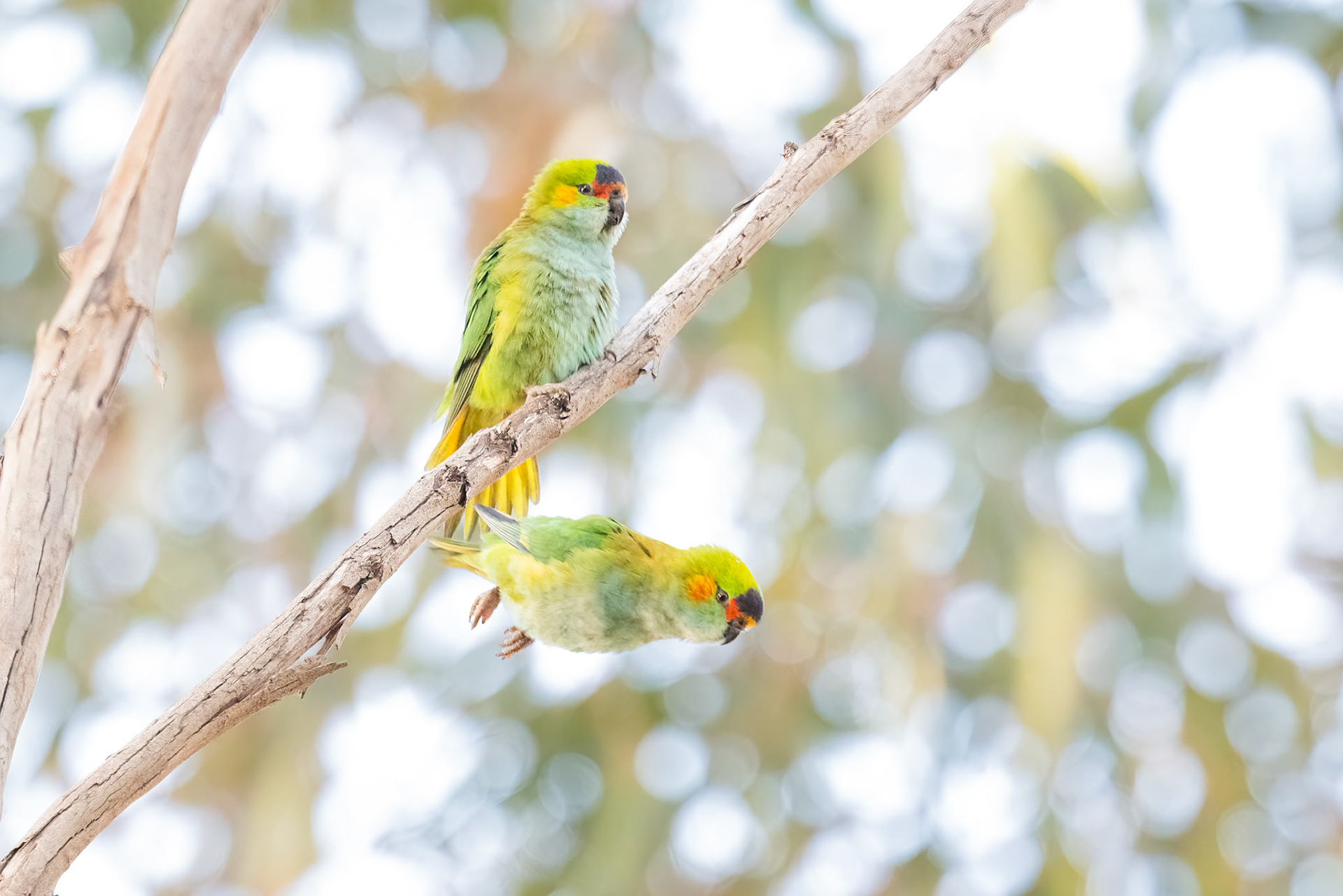Purple-crowned Lorikeet