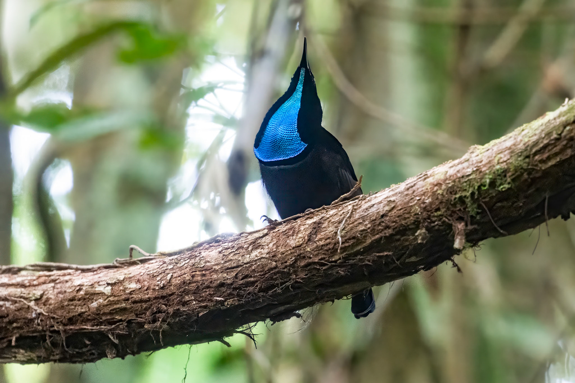 Magnificent Riflebird