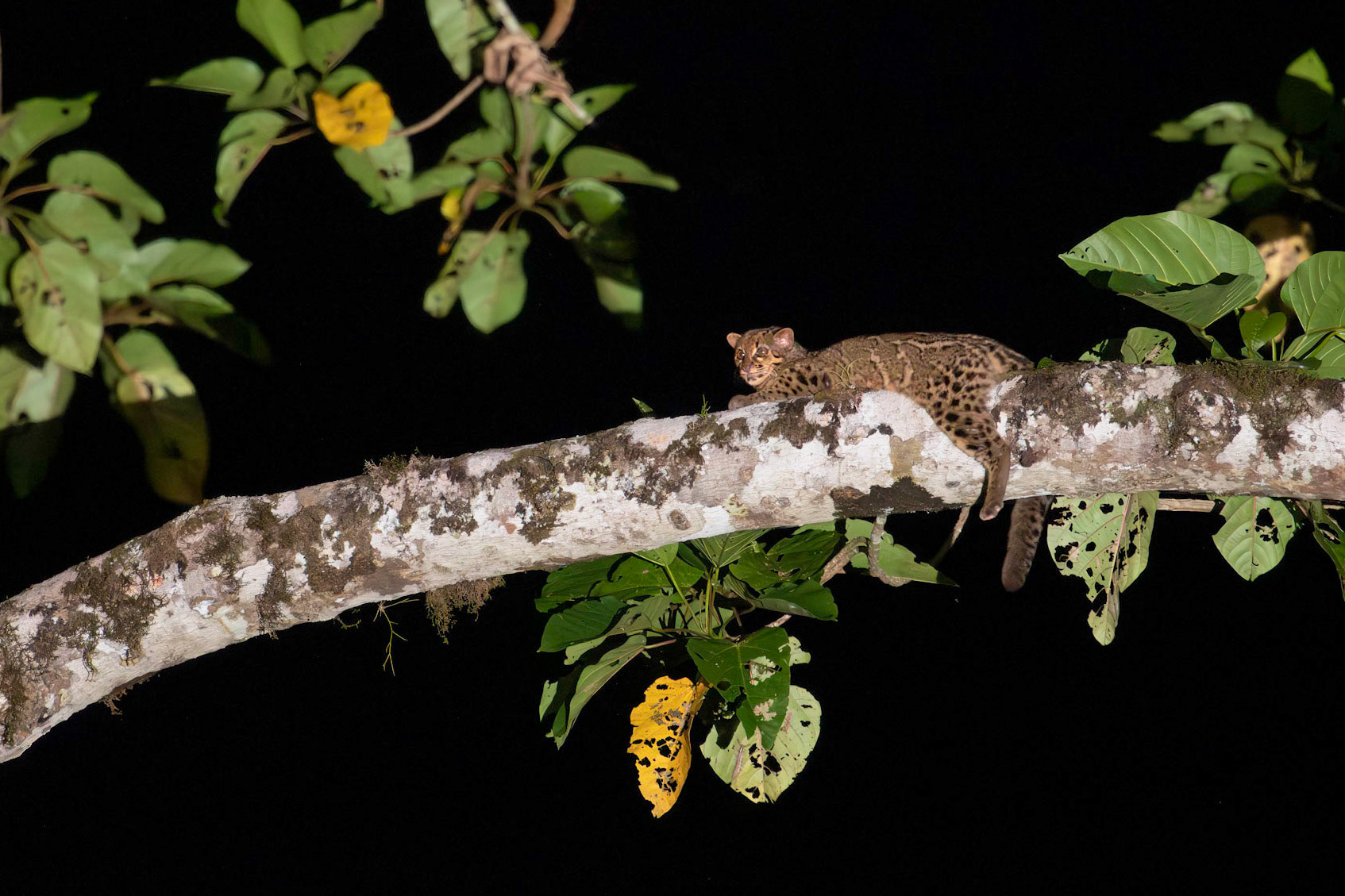Marbled Cat, an elusive and arboreal cat from Borneo
