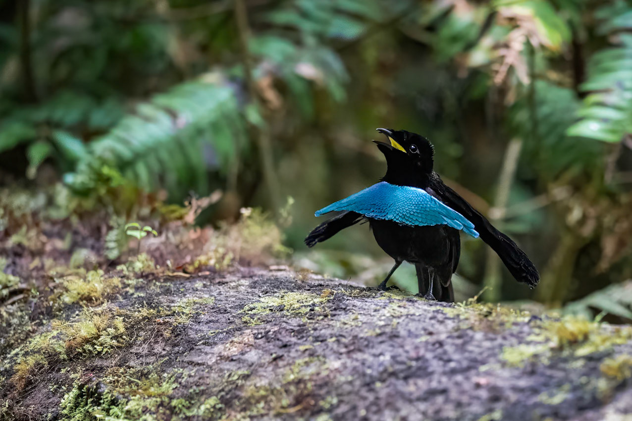 Vogelkop Lophorina male