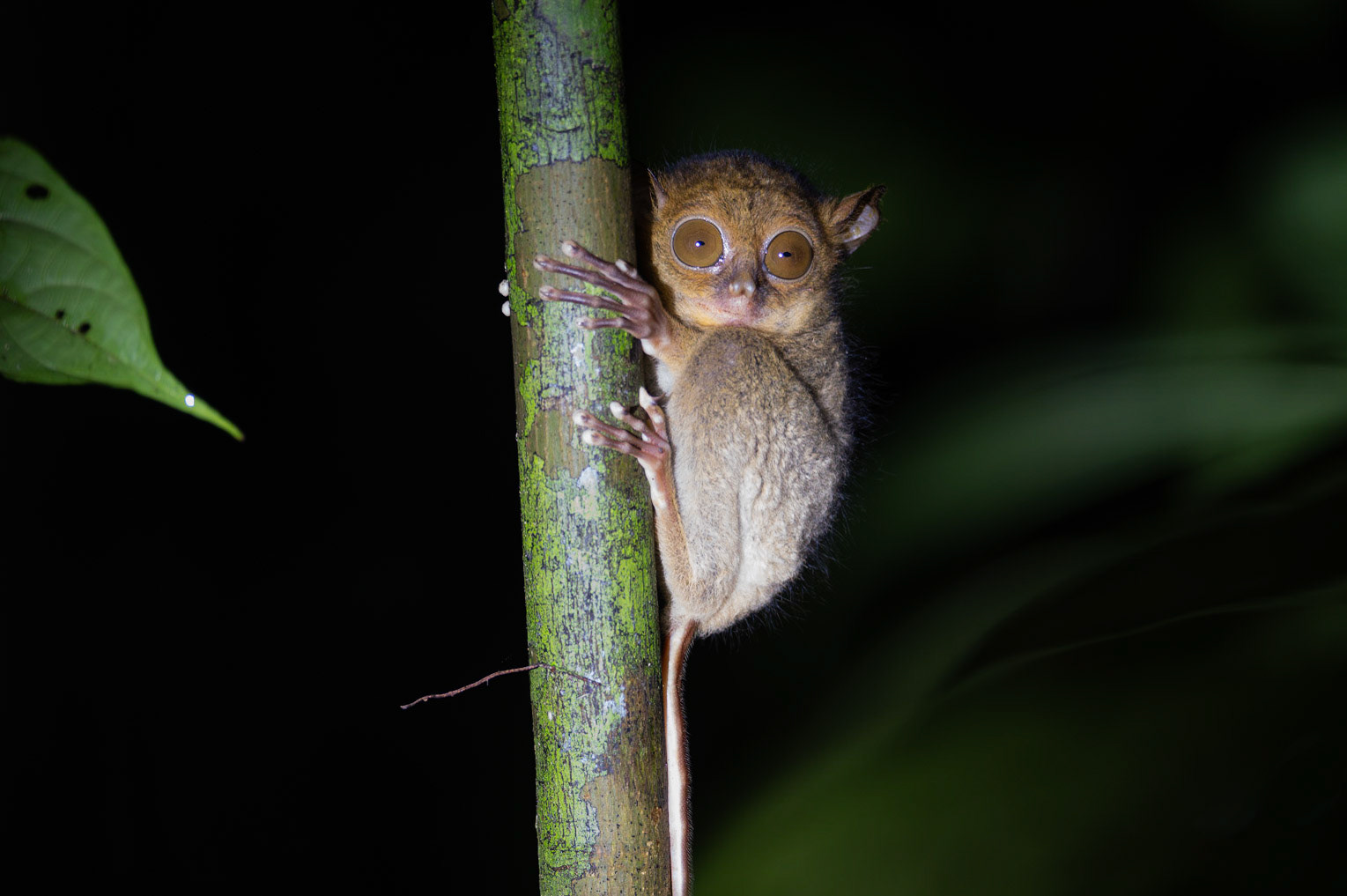 Western Tarsier