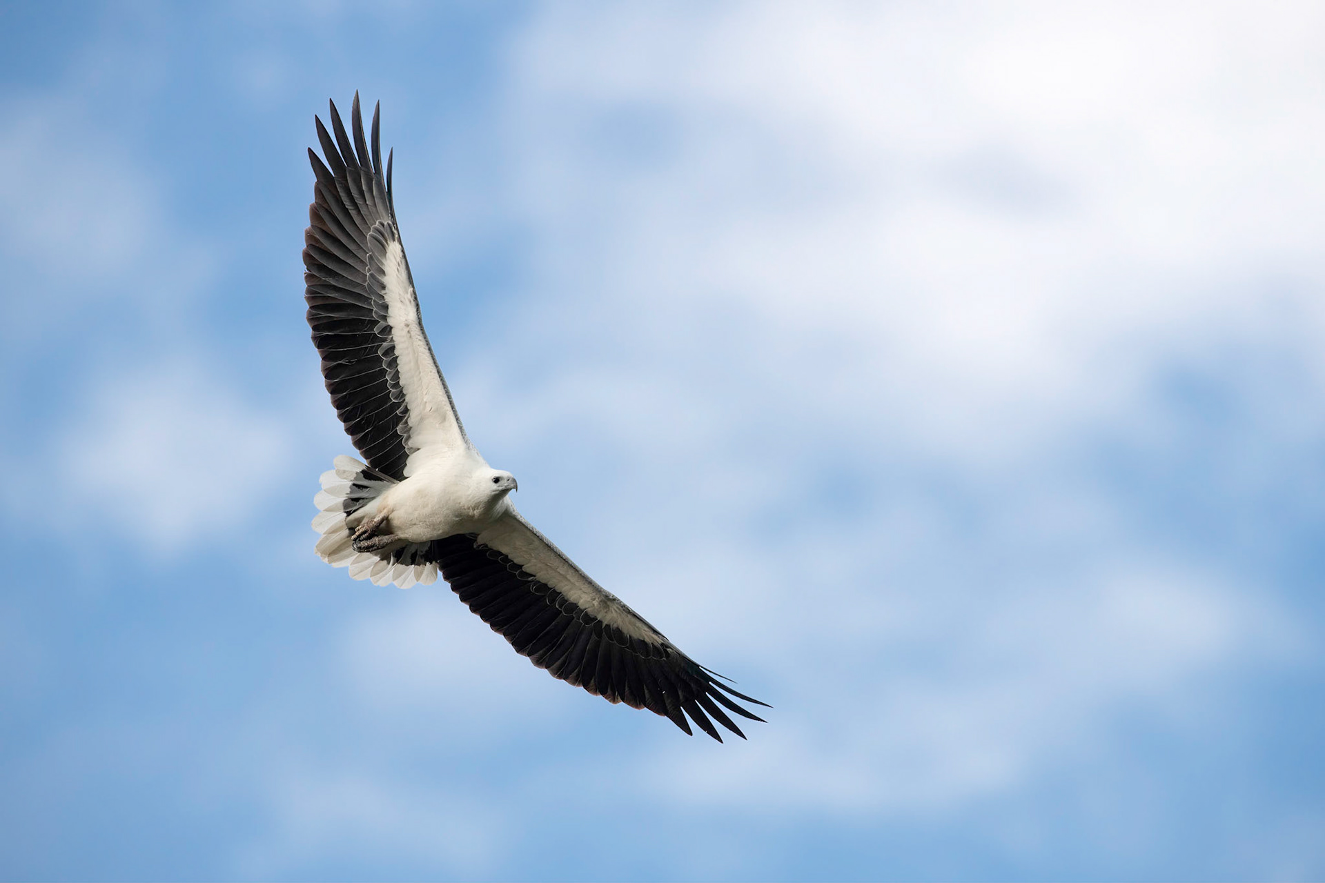 White-bellied Sea Eagle Flyover