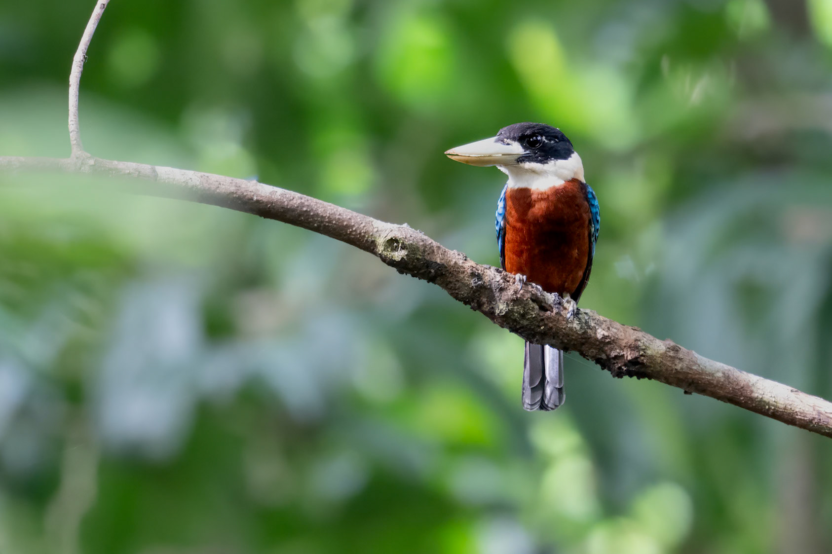Rufous-bellied Kookaburra