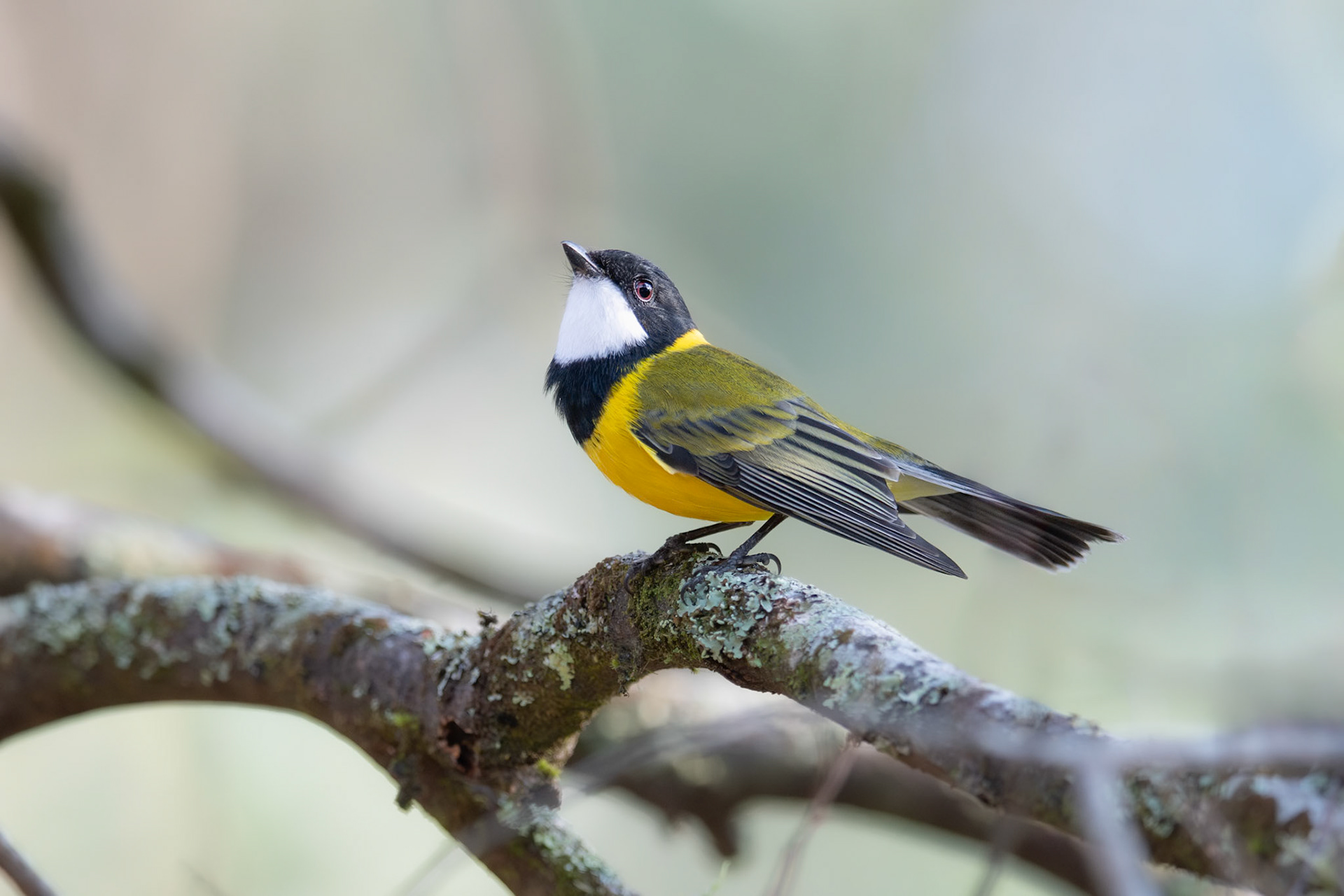 Golden Whistler Male