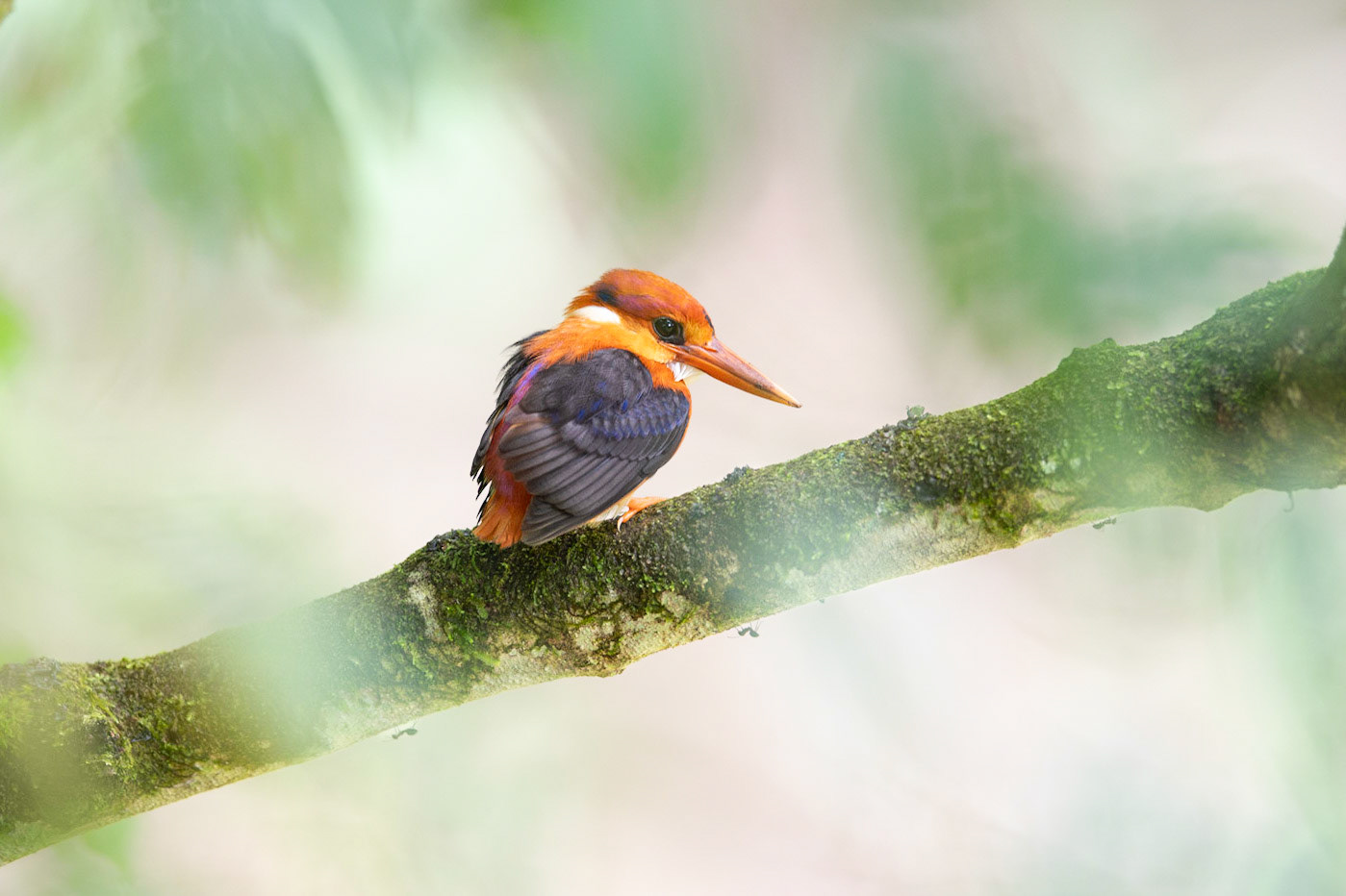 Rufous-backed Dwarf Kingfisher