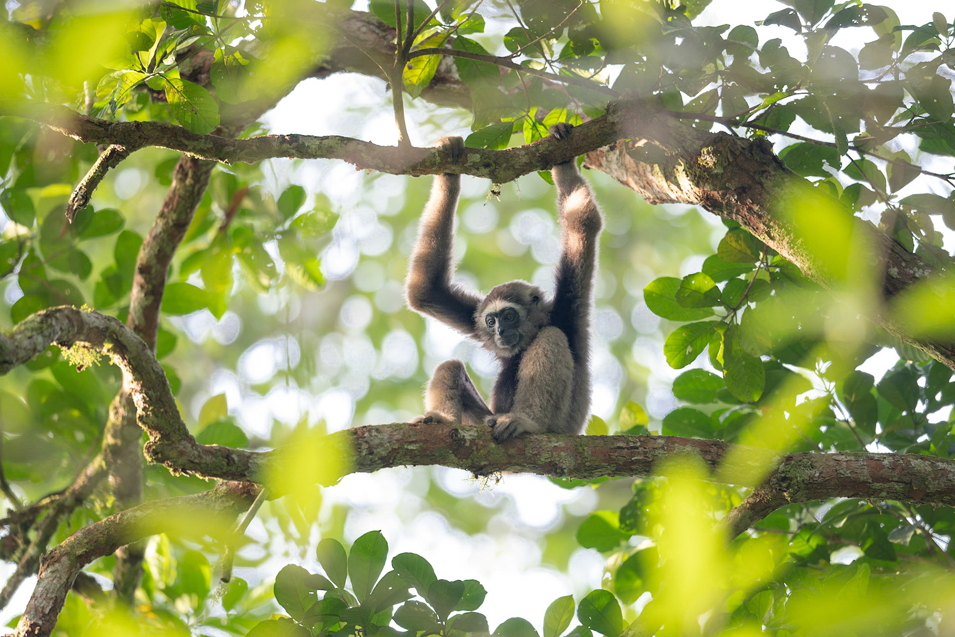 North Borneo Gibbon