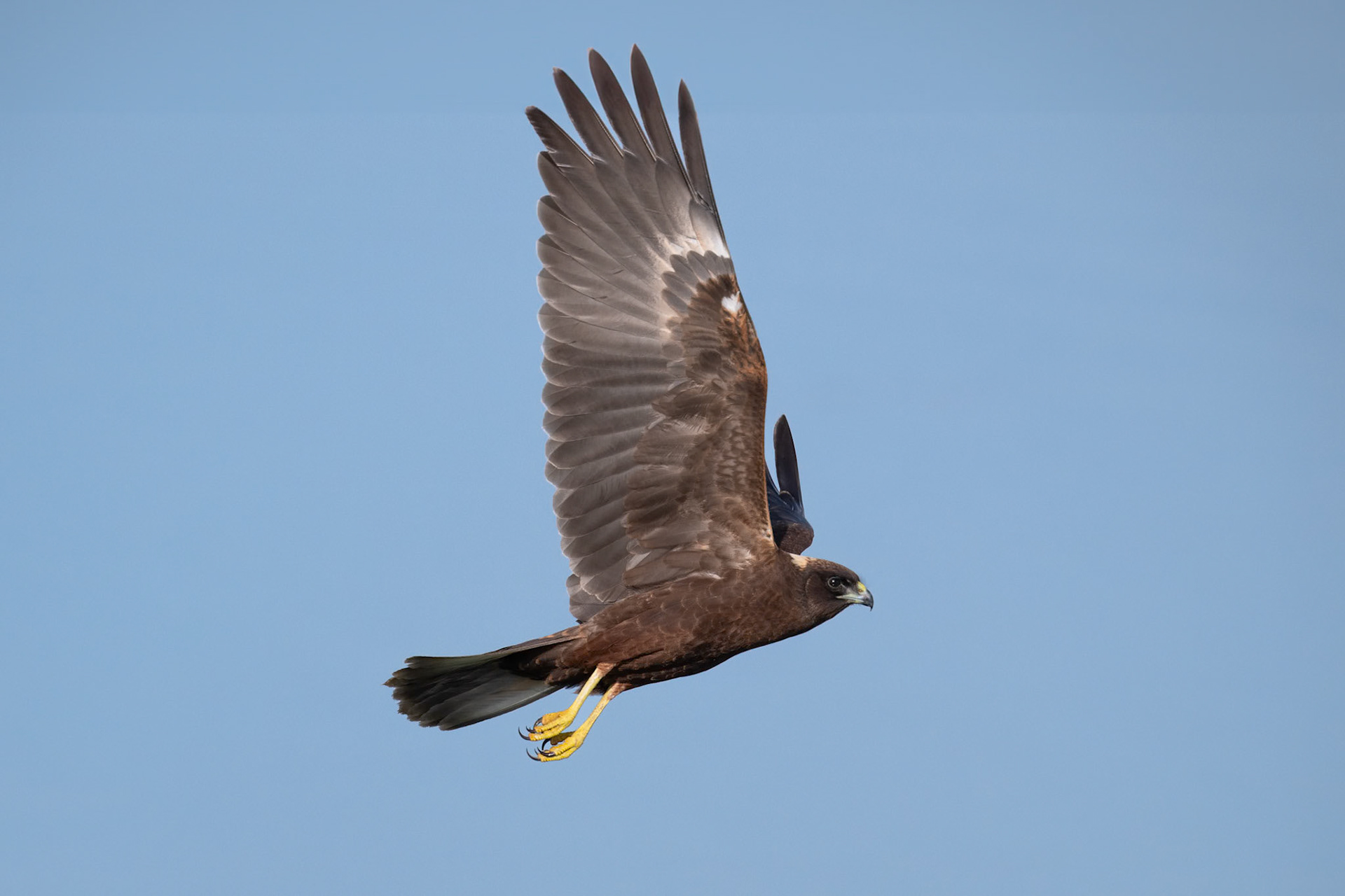 Black Kite