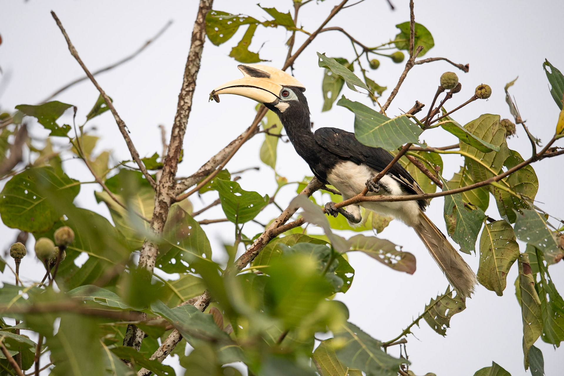 Oriental Pied Hornbill
